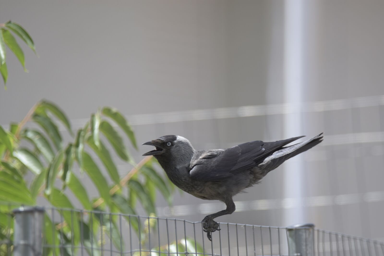 Nikon D7200 sample photo. Corvus cornix, play, bird photography