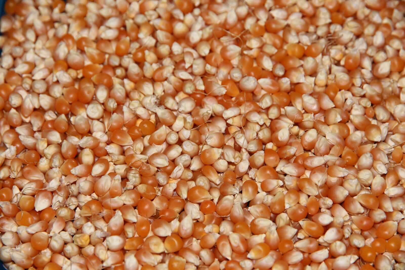 Canon EOS 650D (EOS Rebel T4i / EOS Kiss X6i) sample photo. Grain corn, corn, grain photography
