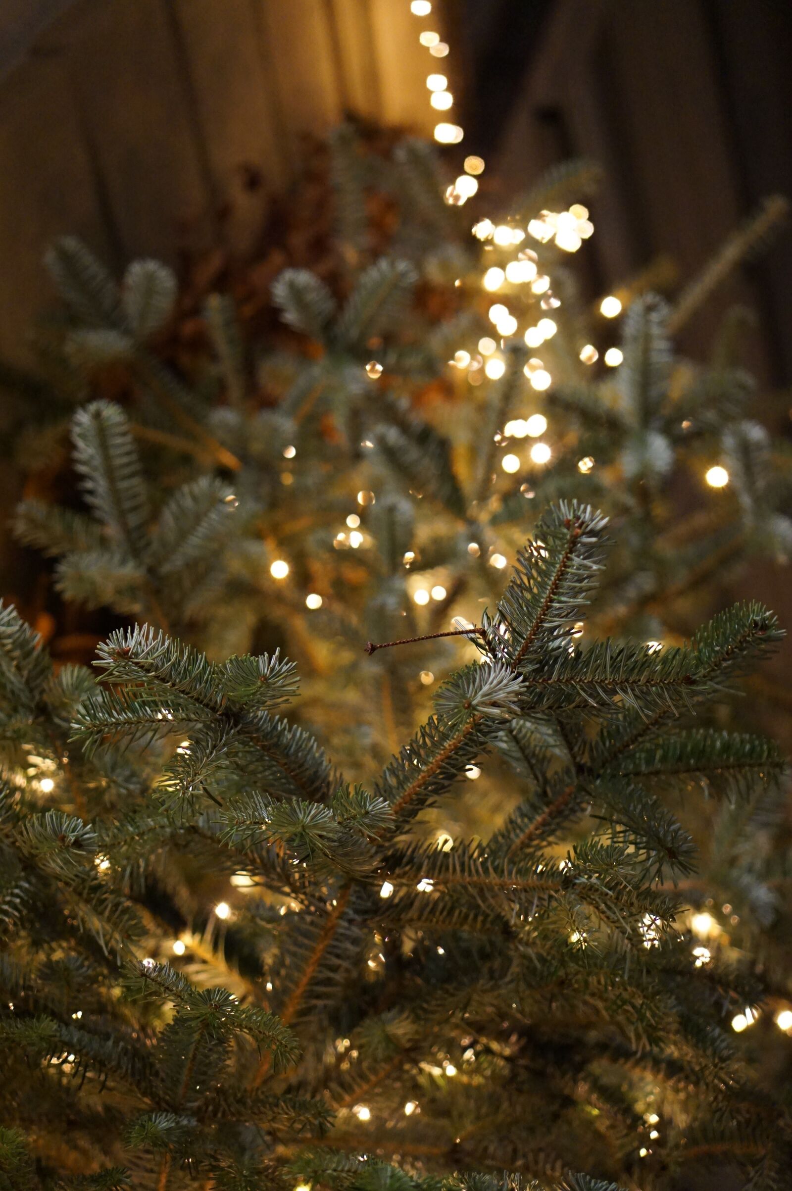 Sony a6000 + Sony E 35mm F1.8 OSS sample photo. Christmas, lights, lighting photography