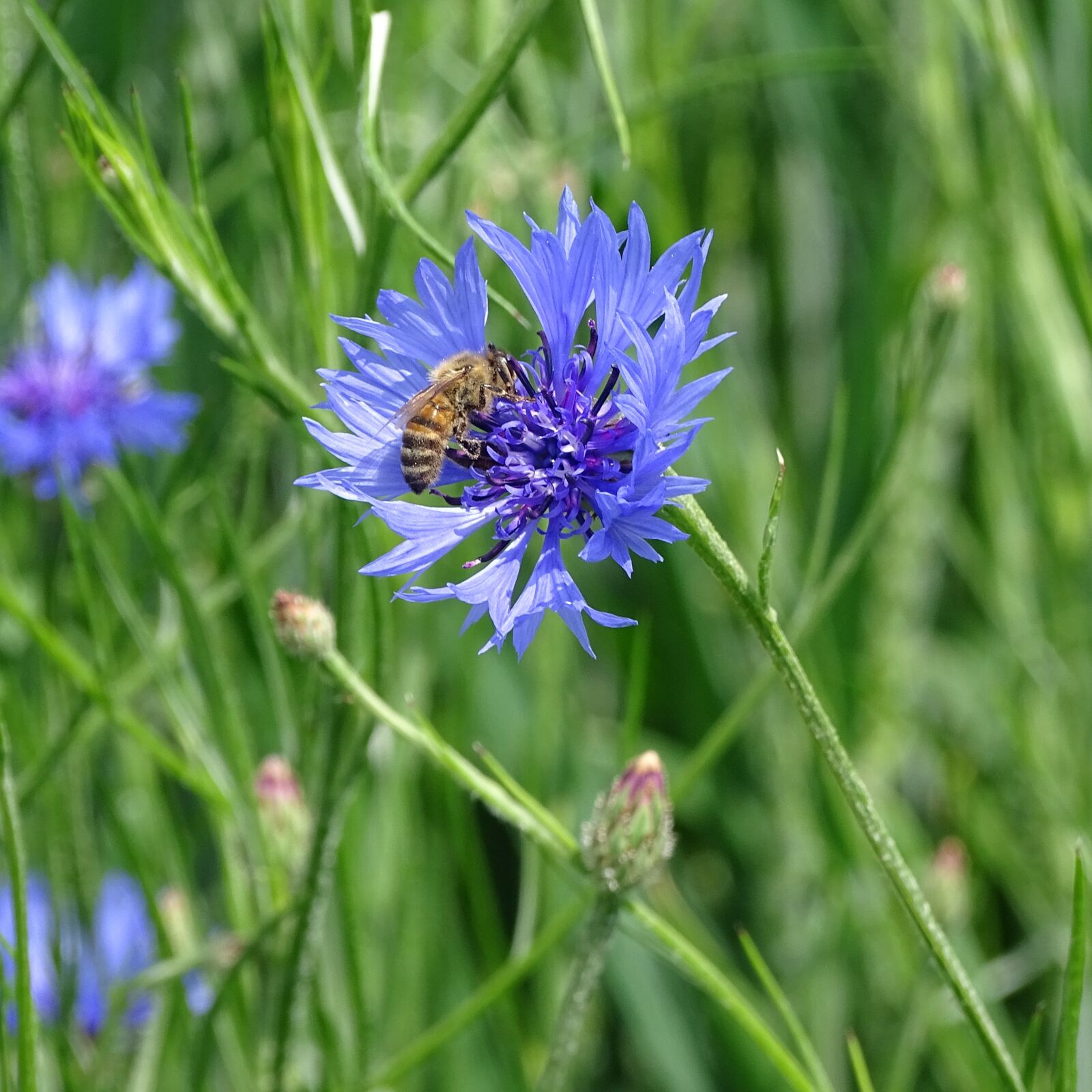 Sony Cyber-shot DSC-HX400V sample photo. Cornflower, bluebottle, bee photography
