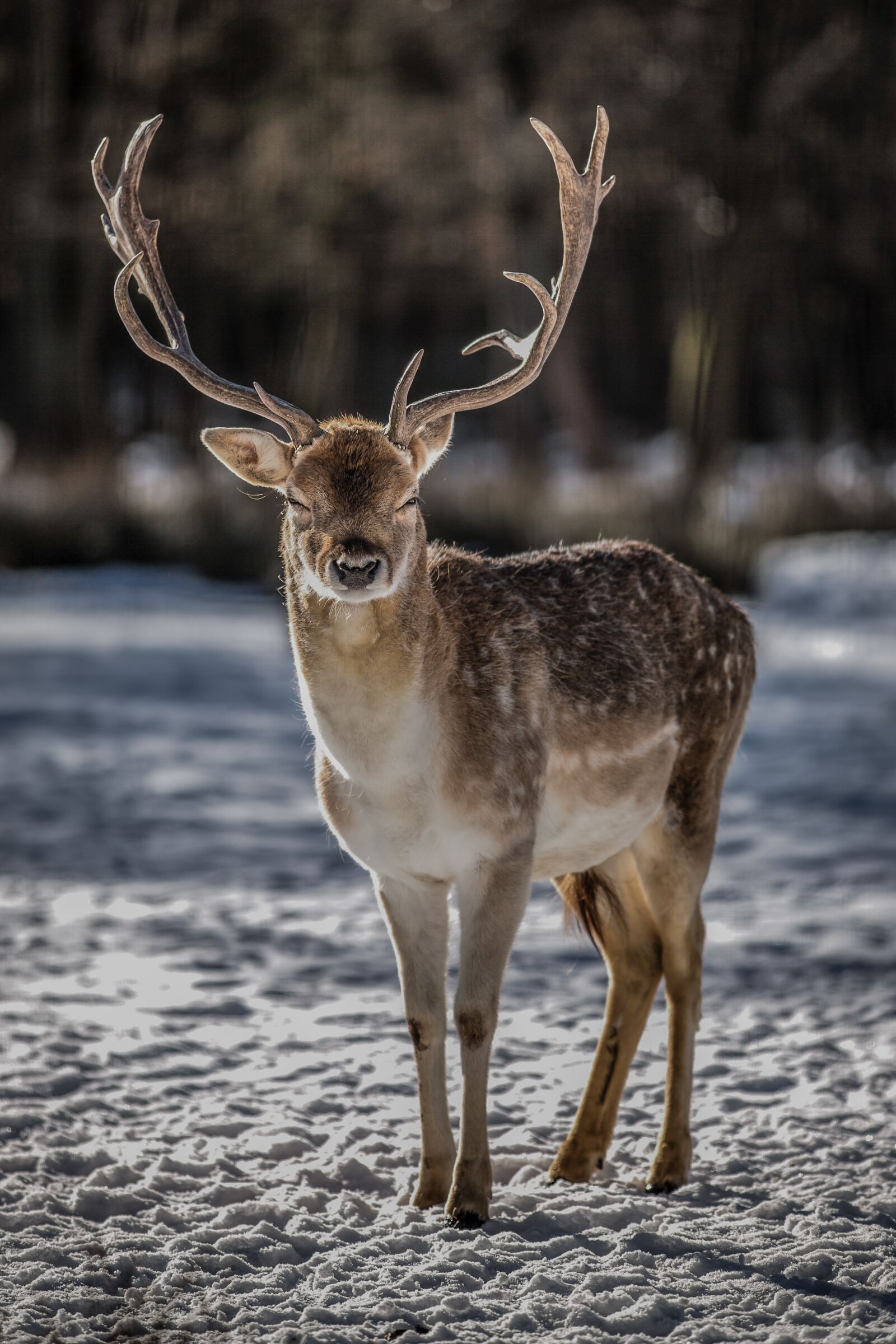 Canon EF 70-200mm F2.8L IS II USM sample photo. Hirsch, wild animal, forest photography