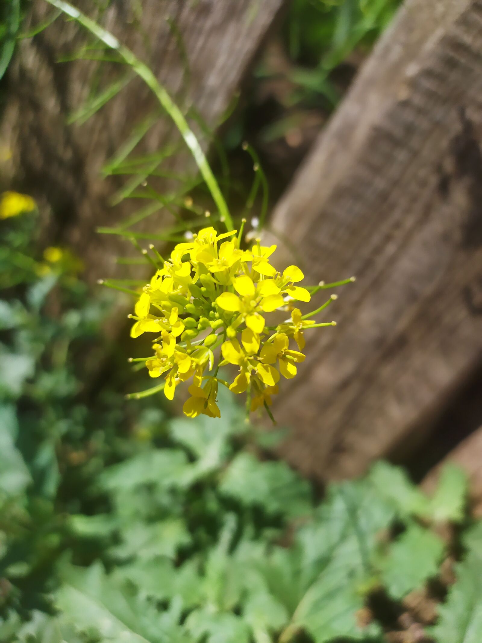 Xiaomi Redmi Note 7 sample photo. Nature, flowers, plant photography