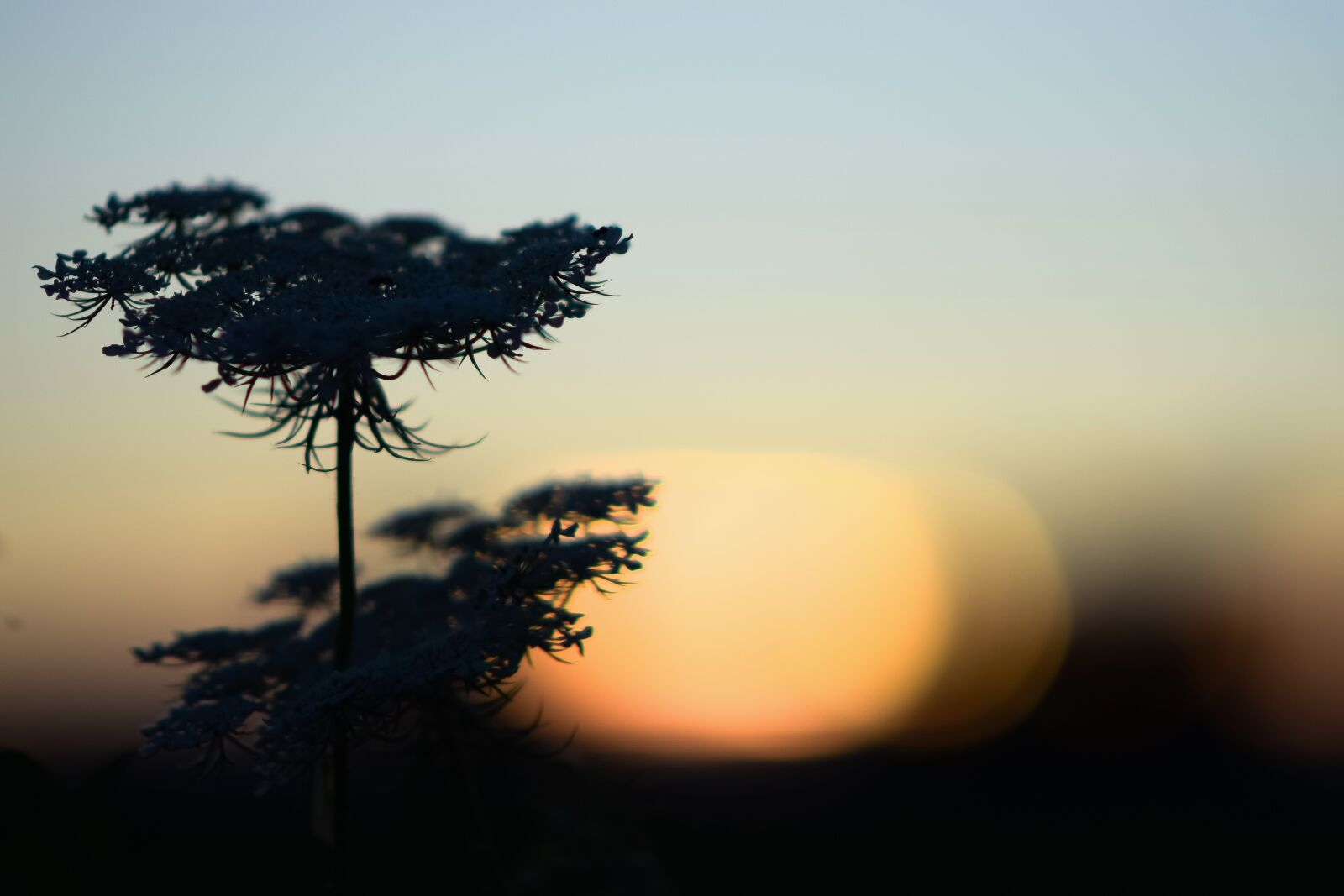 Nikon D3300 sample photo. Sunset, field plants, plants photography