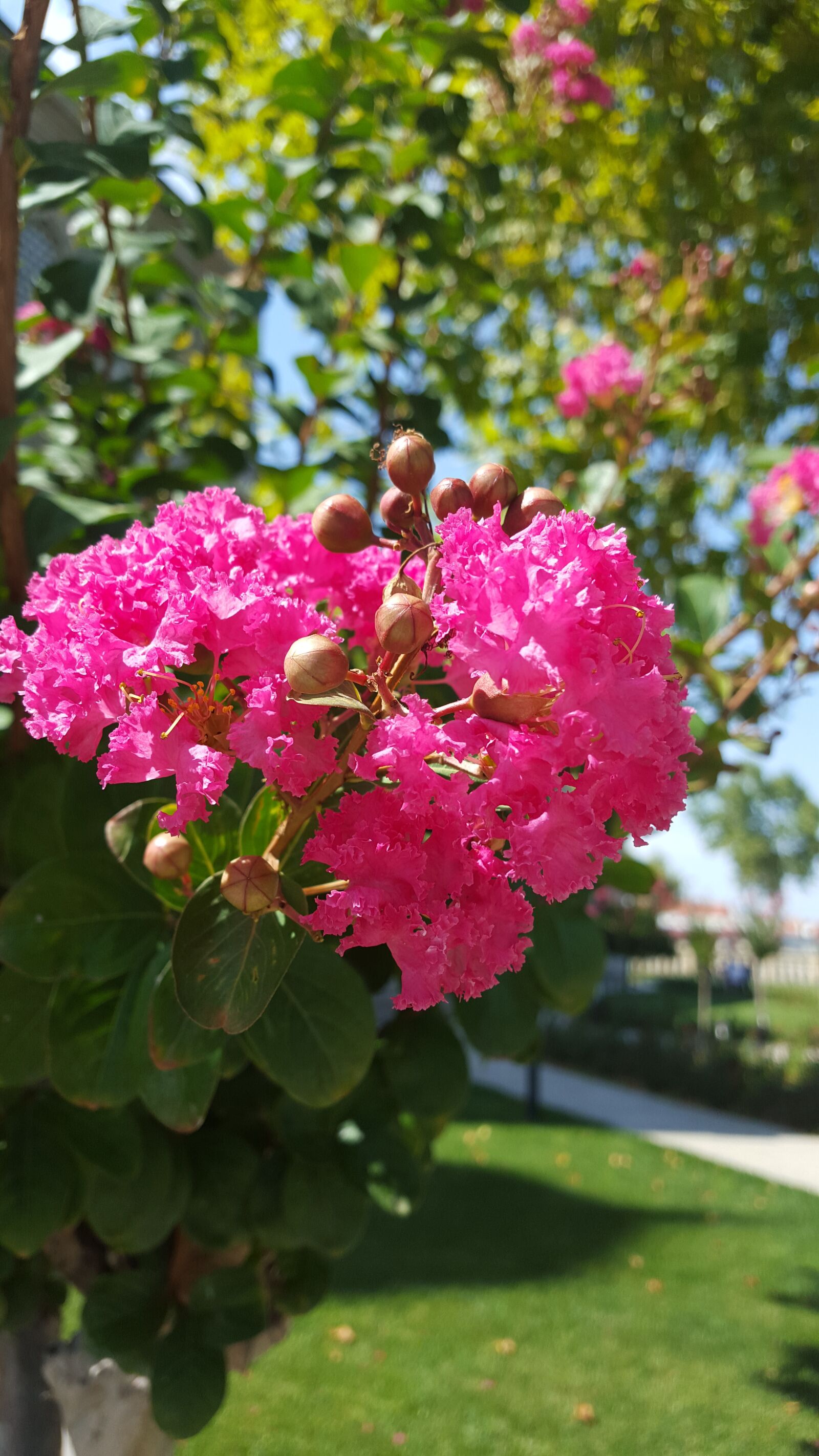 Samsung GALAXY S6 edge sample photo. Pembe, i ek, a photography