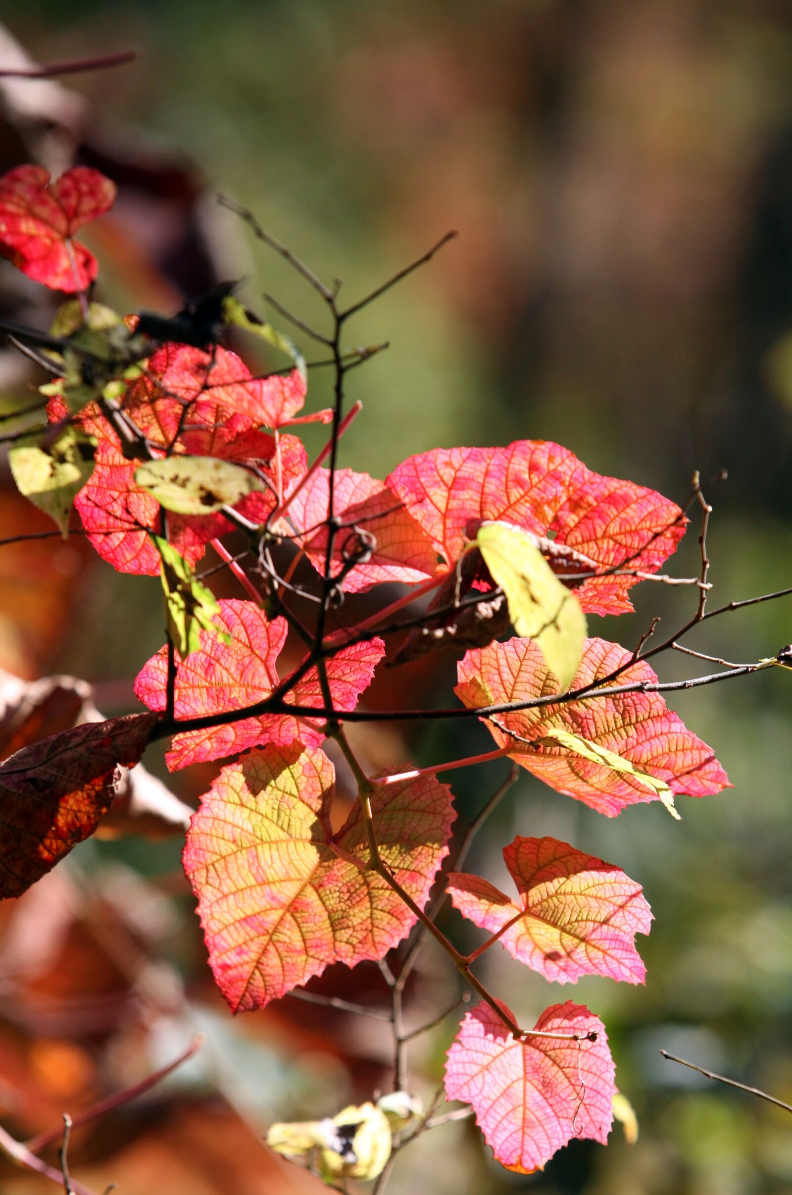 Canon EOS 5D sample photo. Autumn leaves, autumn, red photography