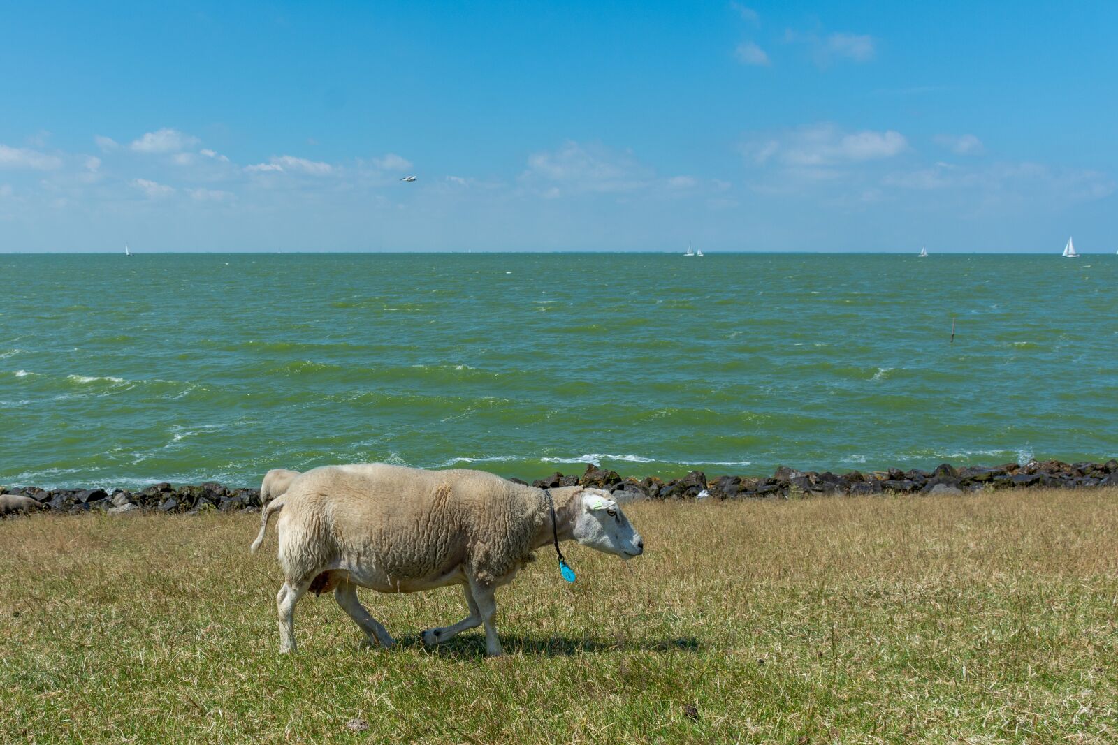 Nikon D7200 sample photo. Landscape, water, sheep photography