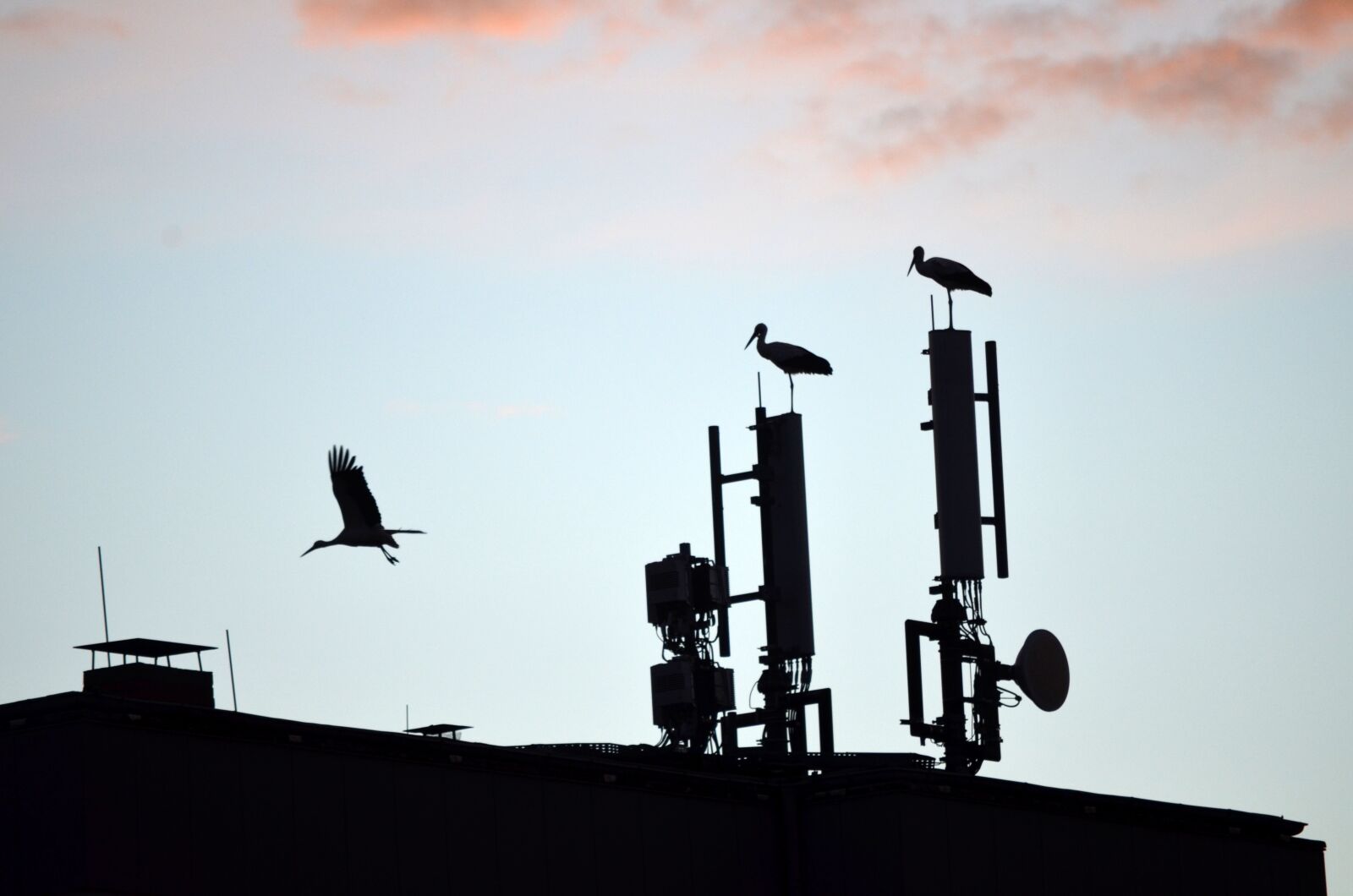 Nikon D5100 sample photo. Storks, sky, dusk photography