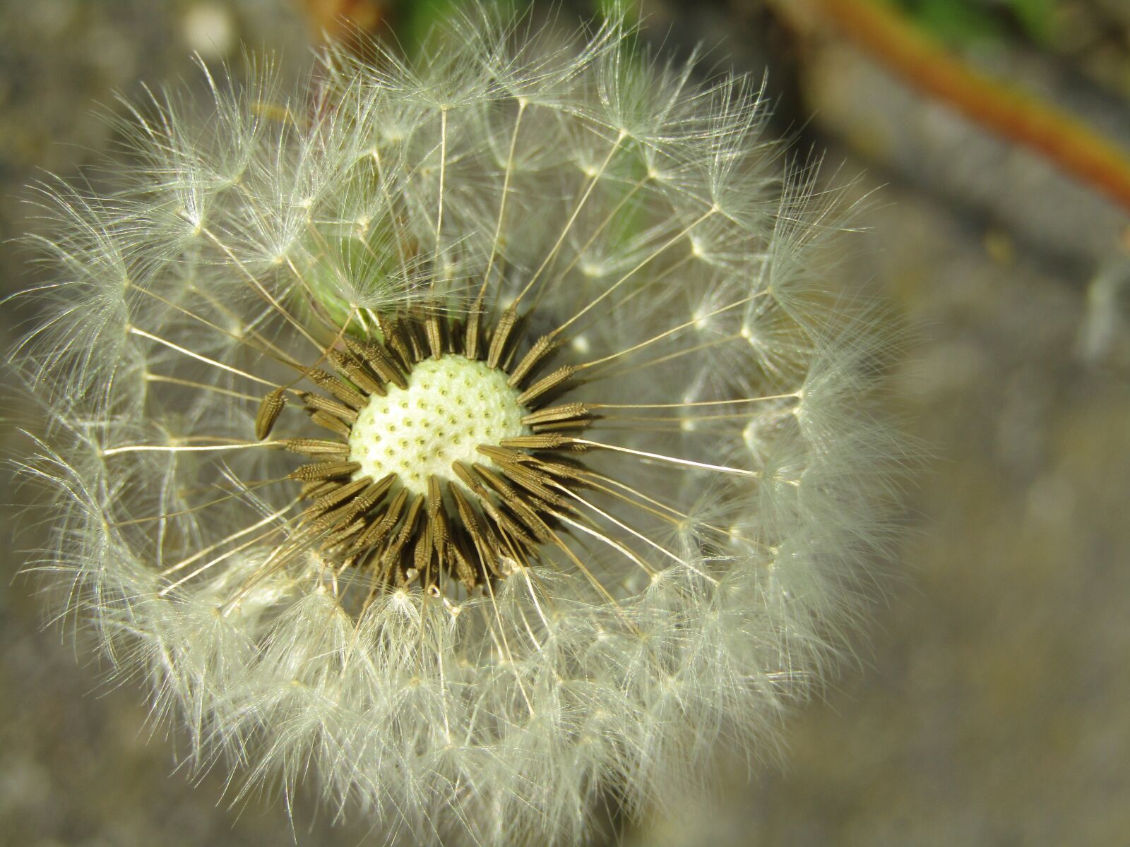 Canon POWERSHOT SX432 IS sample photo. Dandelion, faded, close up photography