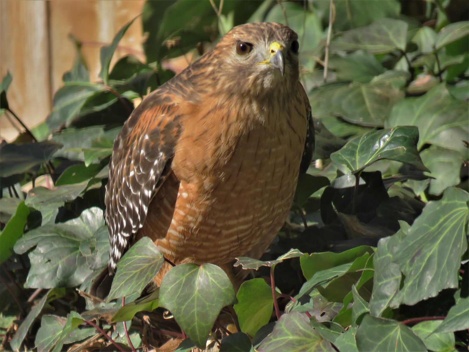 Canon PowerShot SX60 HS sample photo. Hawk, raptor, brown photography