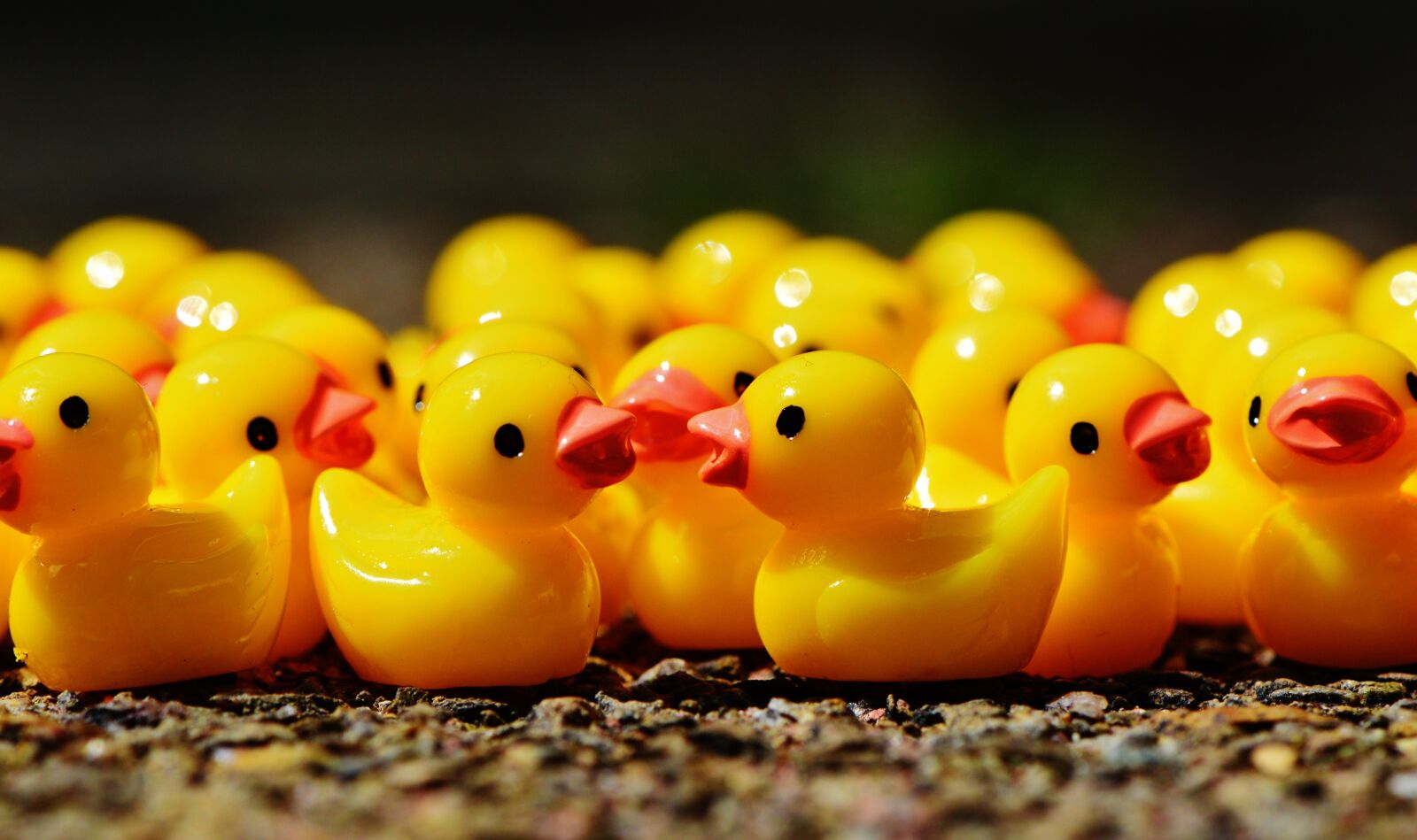 Nikon D3200 sample photo. Ducks, figures, group photography