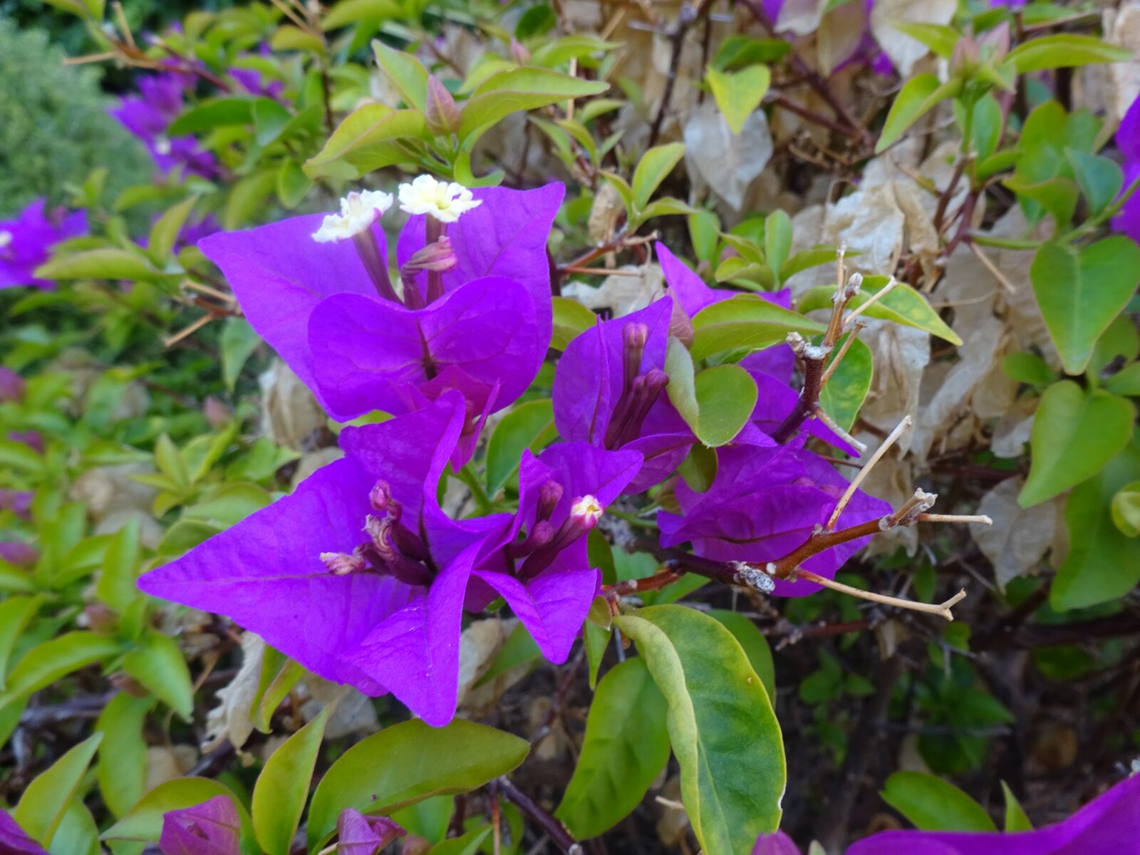 Sony Cyber-shot DSC-WX350 sample photo. Autumn, flower, purple flower photography