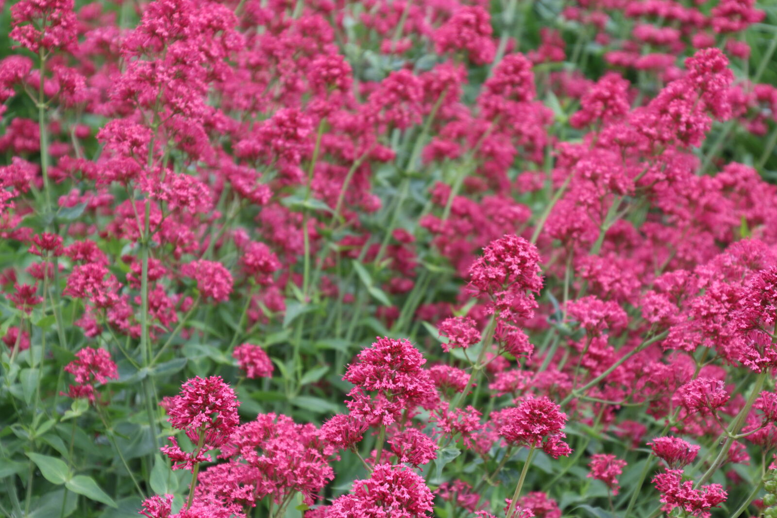 Canon EOS 7D Mark II sample photo. Flower, bed, garden, green photography
