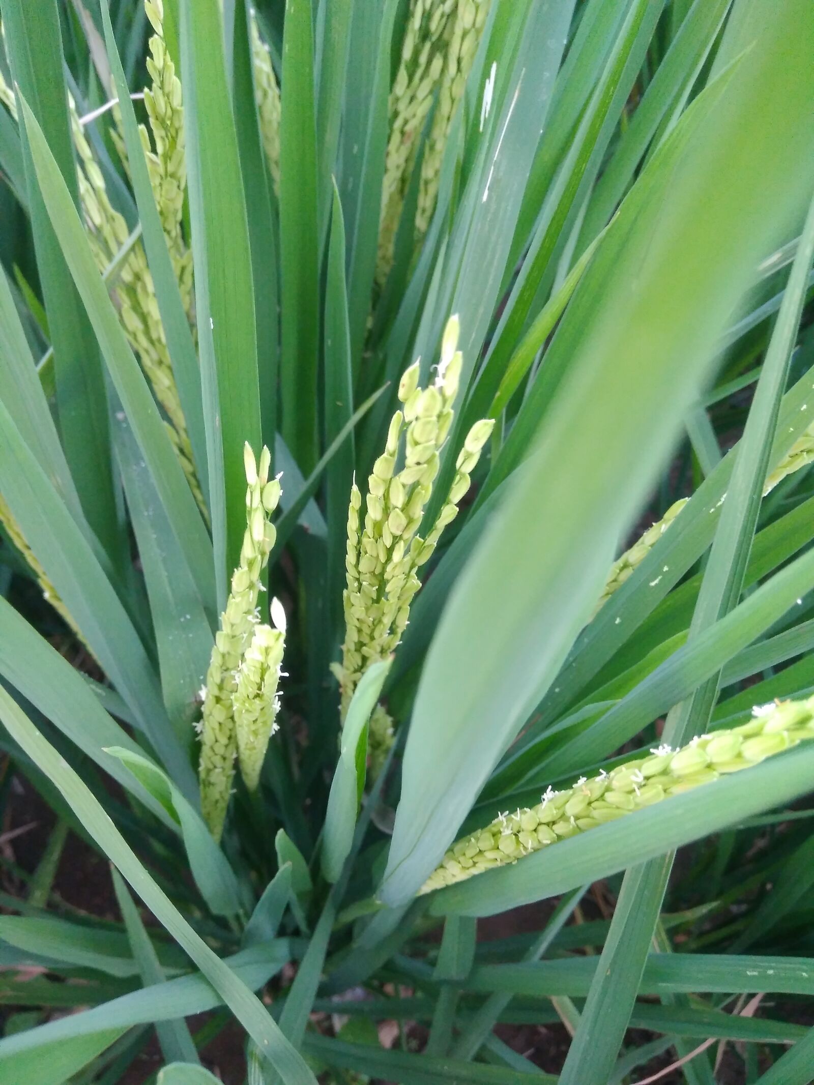 Xiaomi Redmi 4 Pro sample photo. Rice plant, it's nice photography