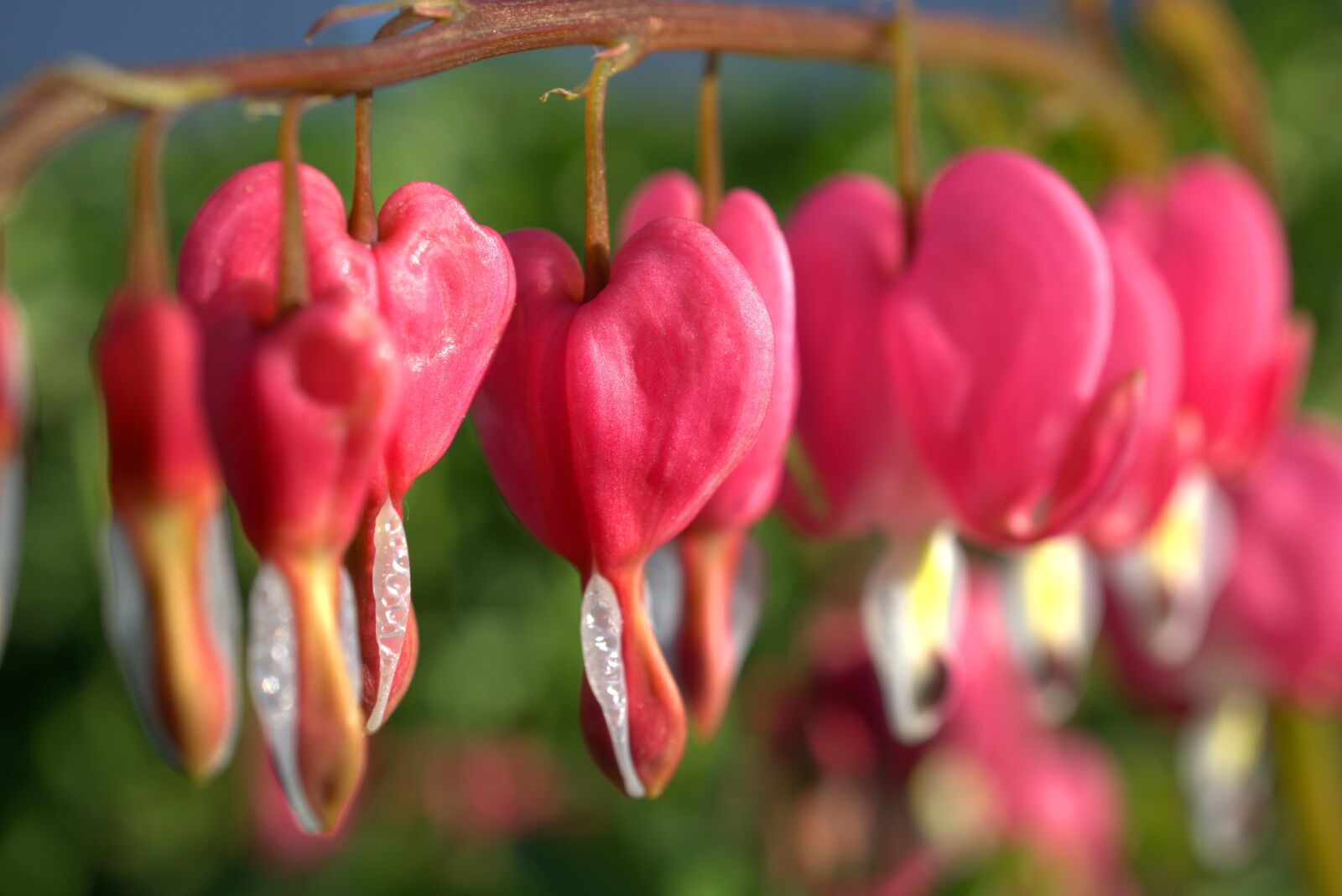 Sony E 30mm F3.5 Macro sample photo. Nature, flower, blossom photography