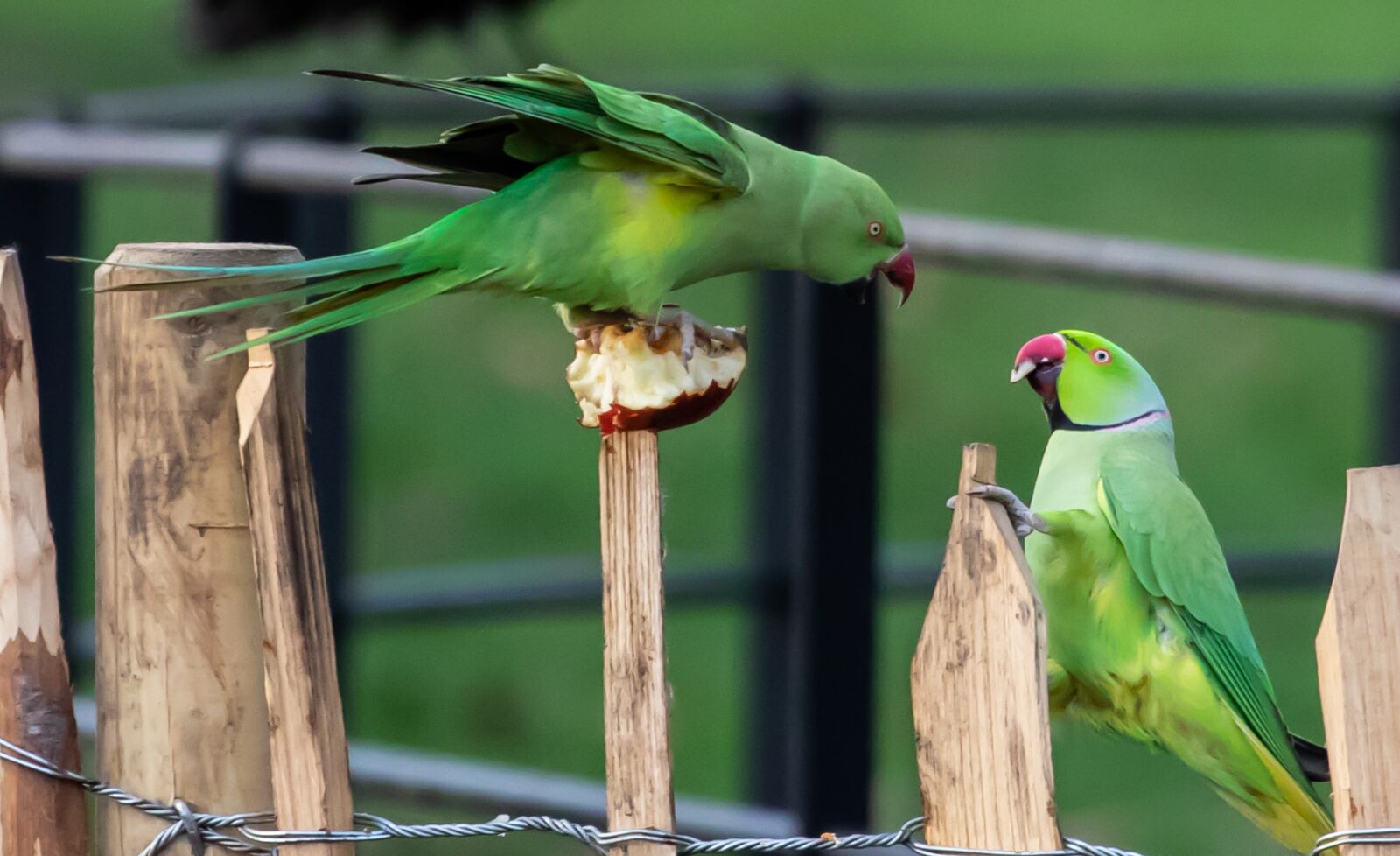 Canon EOS 7D Mark II + Canon EF 70-200mm F4L USM sample photo. Ring-necked parakeets fighting, rose photography