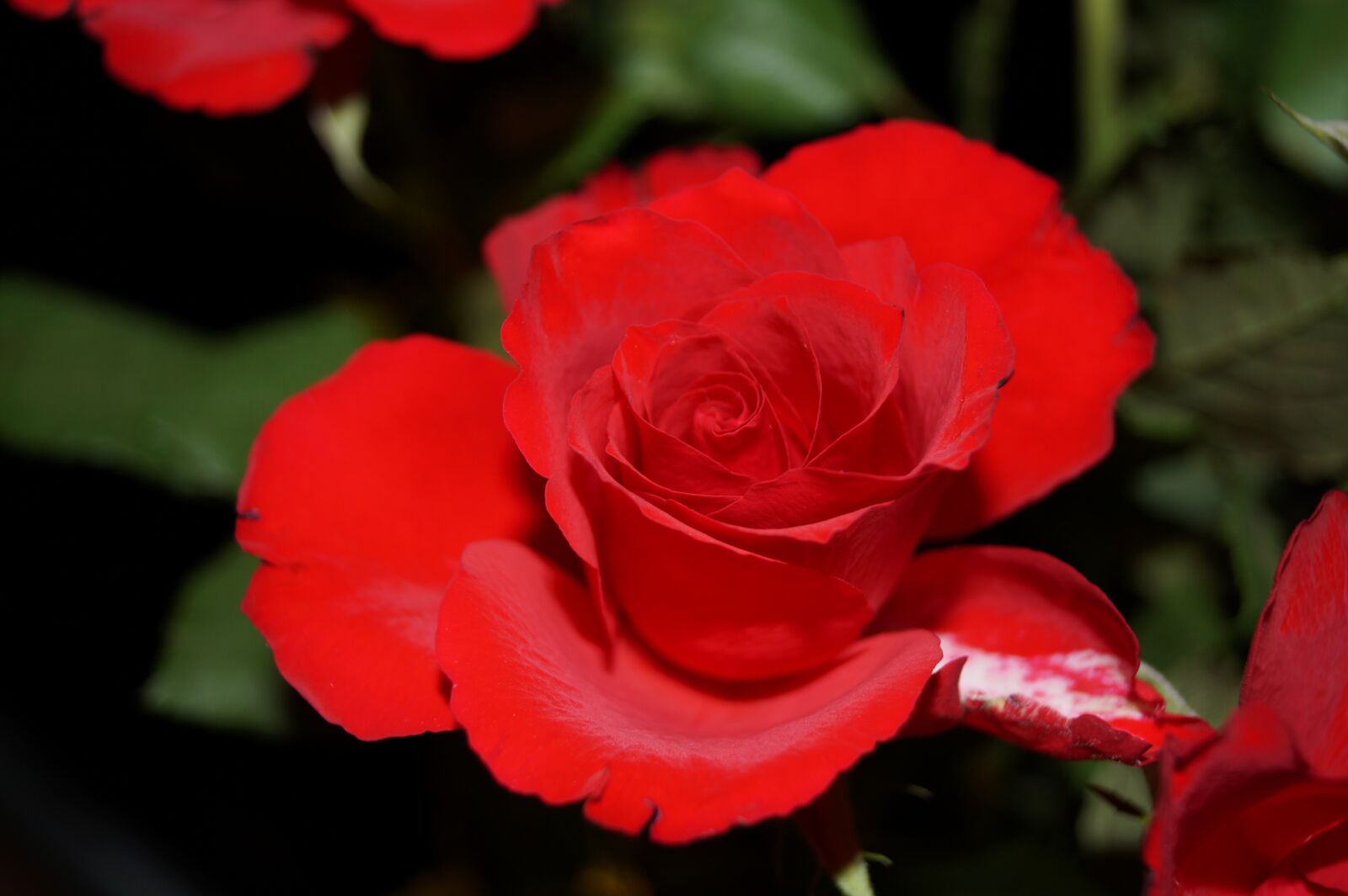 Sony DT 18-55mm F3.5-5.6 SAM II sample photo. Flower, rose, close up photography