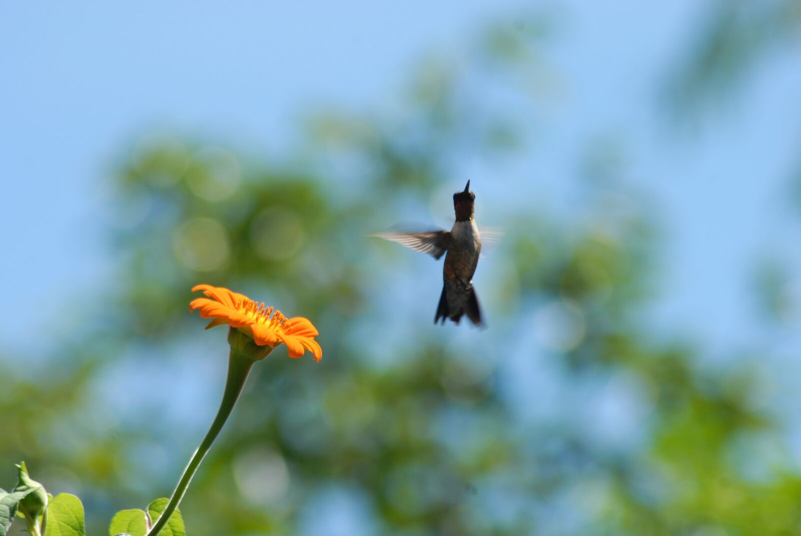 Nikon D200 sample photo. Hummingbird, flower alcahuale, flying photography