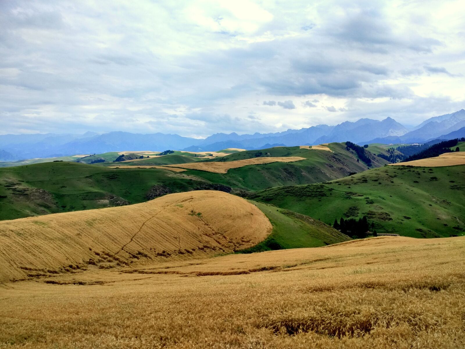 Xiaomi Mi-4c sample photo. Wheat, dark clouds, rain photography