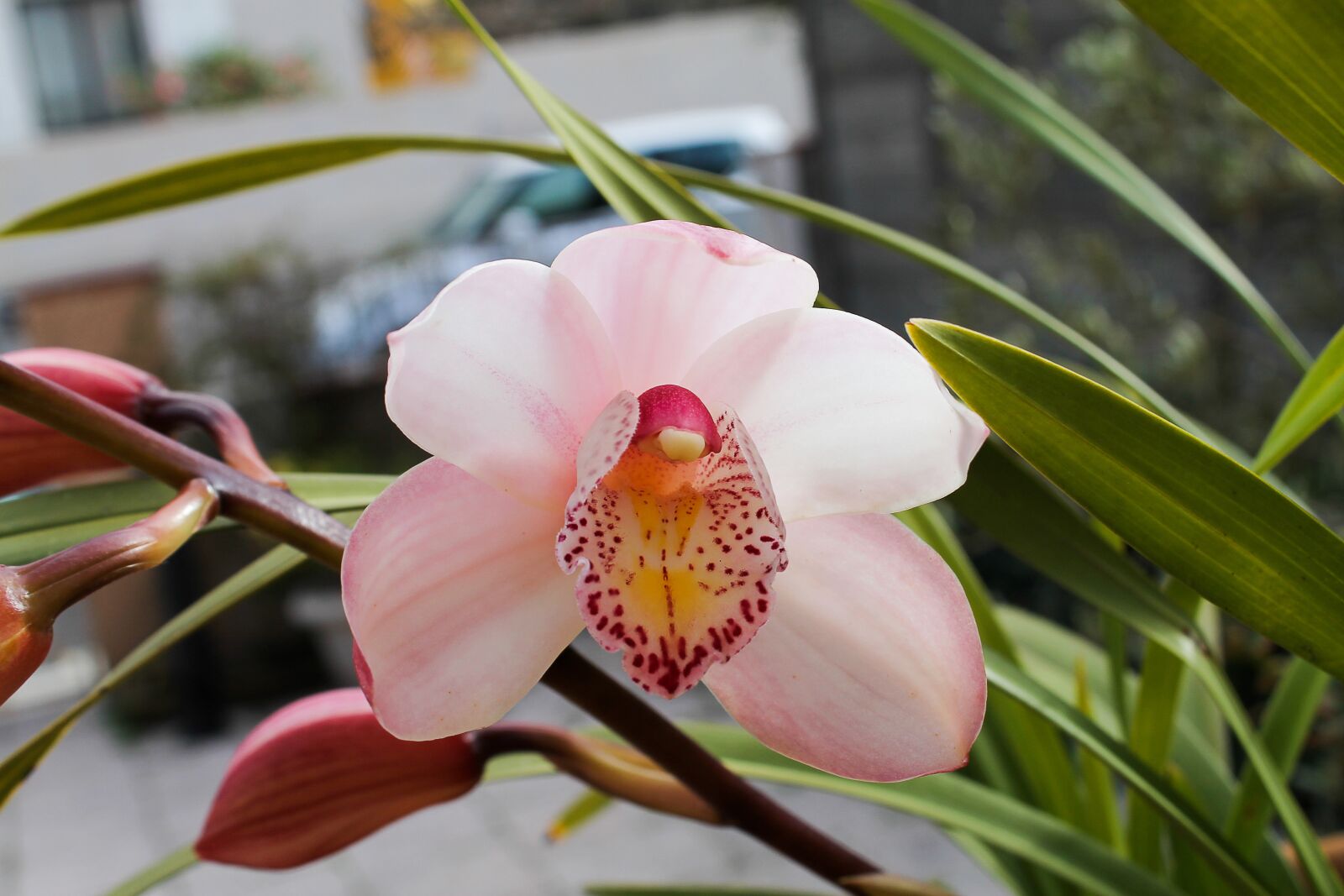 Canon EOS 1100D (EOS Rebel T3 / EOS Kiss X50) sample photo. Orchid, pink, flowers photography