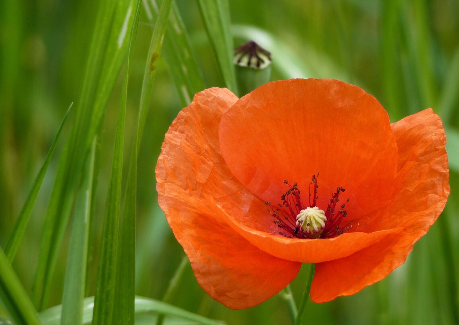Panasonic Lumix DMC-FZ35 (Lumix DMC-FZ38) sample photo. Poppy, red, klatschmohn photography