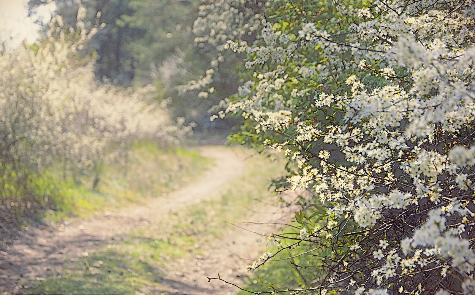 Nikon D5600 sample photo. Blackthorn, black thorn hedges photography