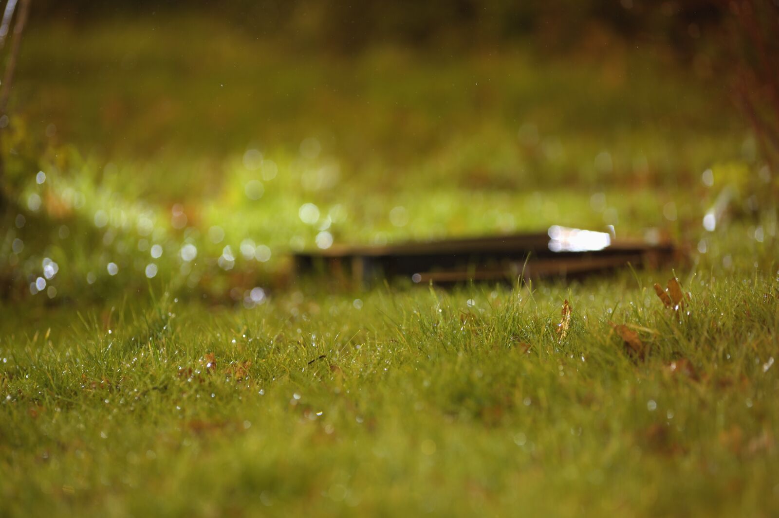 Nikon D3S sample photo. Grass, green, have photography