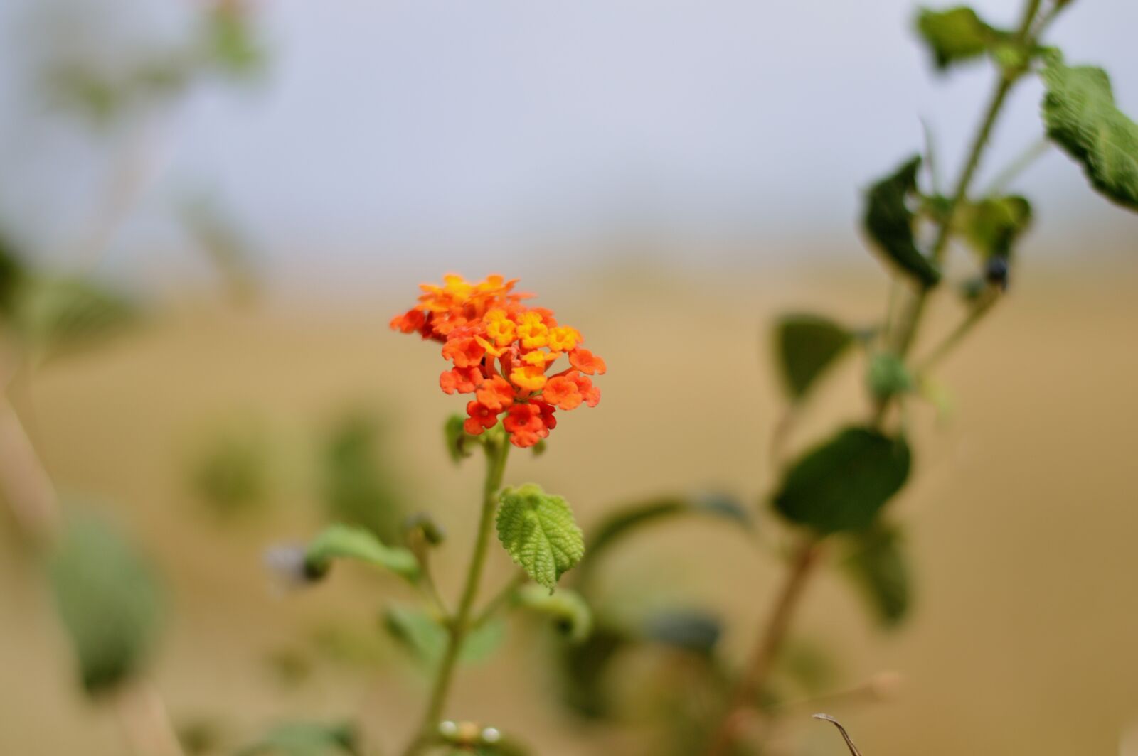 Nikon D3200 sample photo. Flowers, nature, photography, nature photography