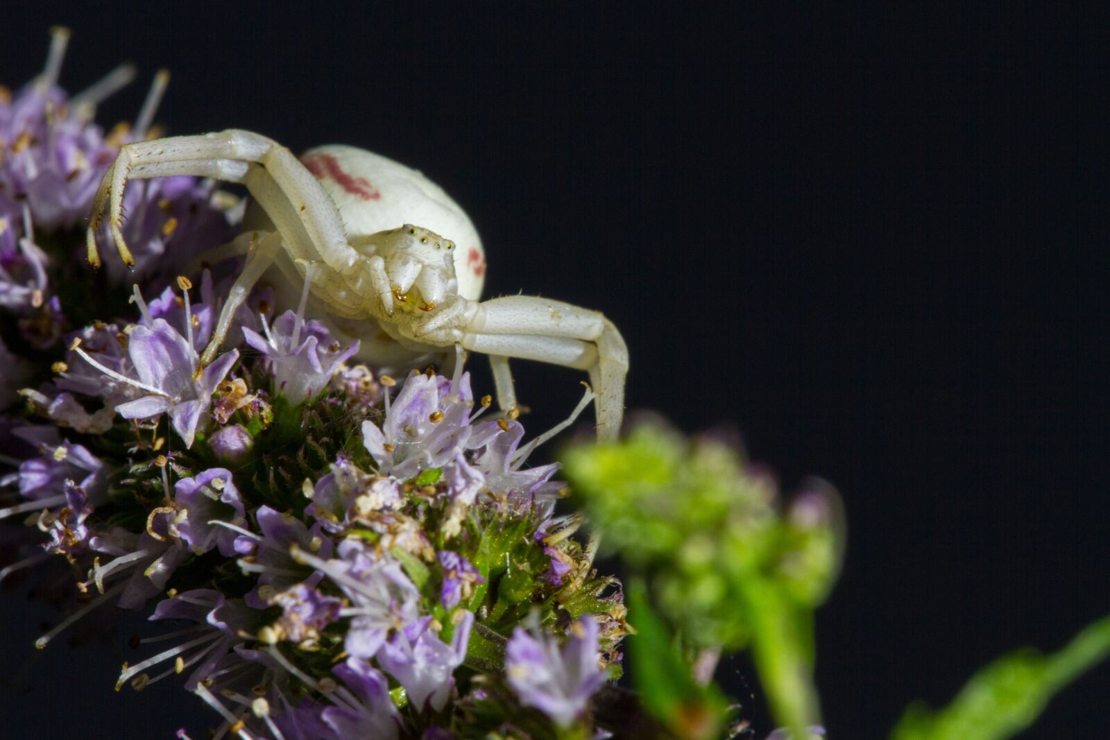 Canon EOS 7D sample photo. Goldenrod crab spider, misumena photography