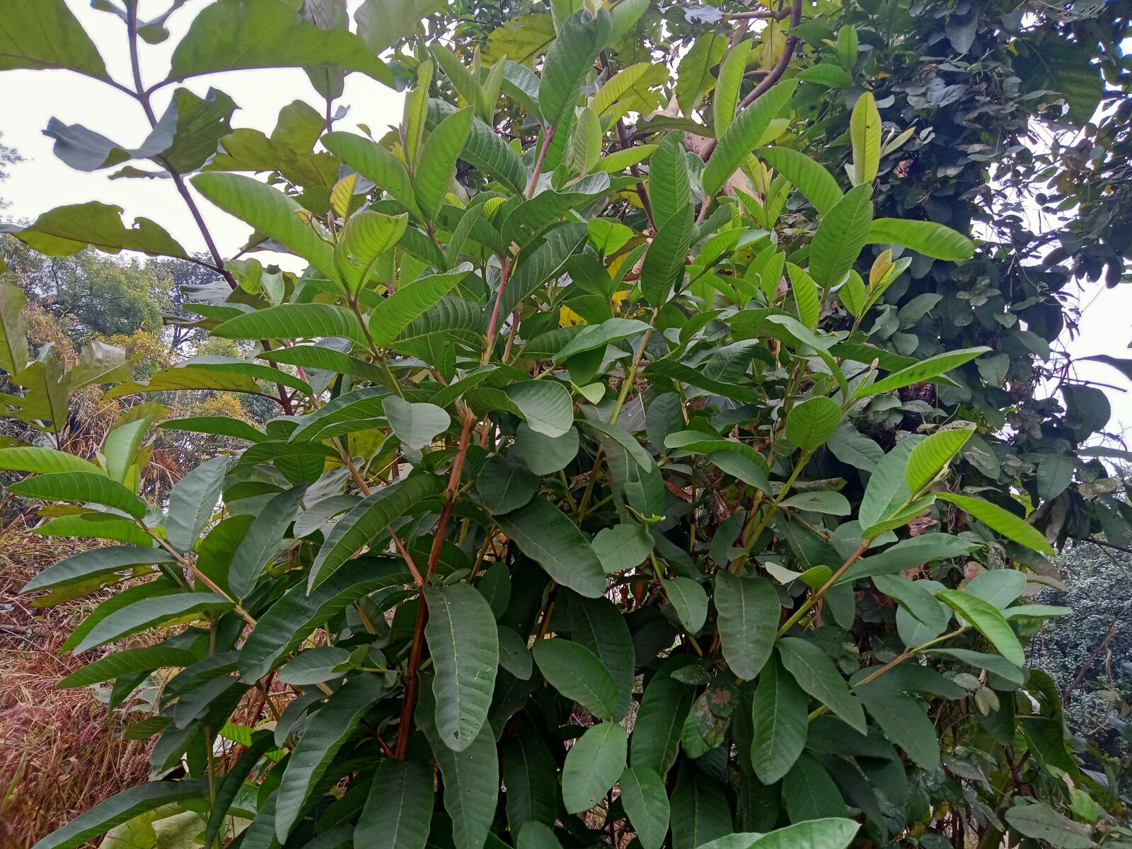 Realme C2 sample photo. Nature, flower, plant photography