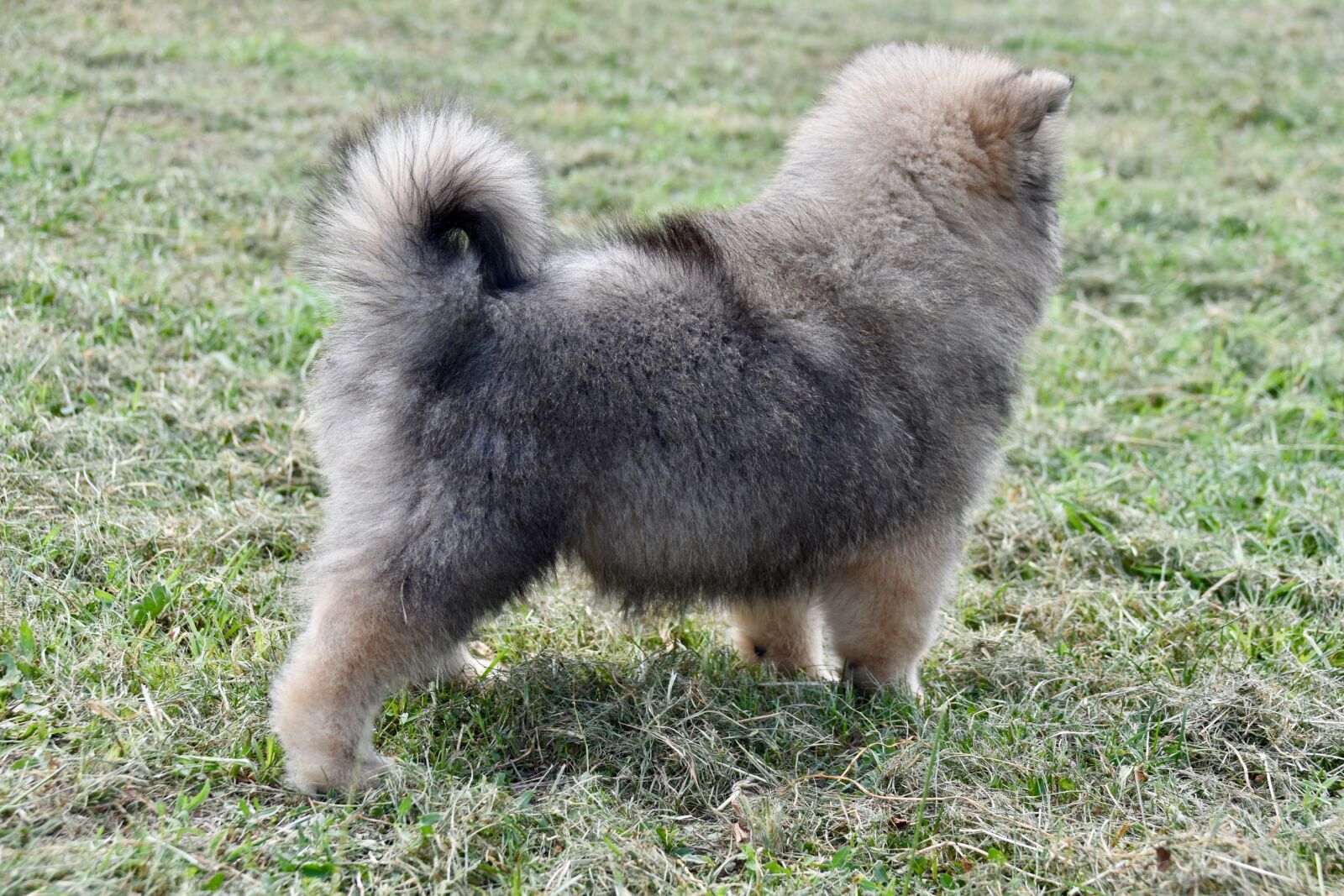 Nikon D5600 sample photo. Puppy, doggy, canine photography