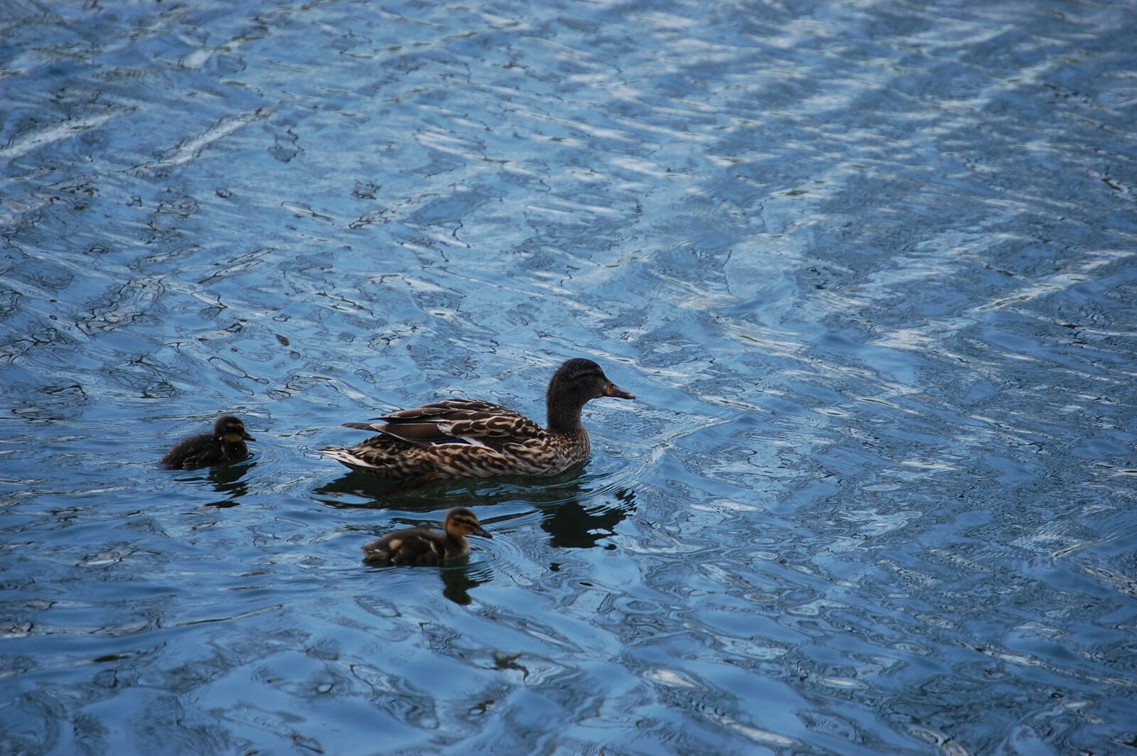 Nikon D40 sample photo. Water, ducks, birds photography
