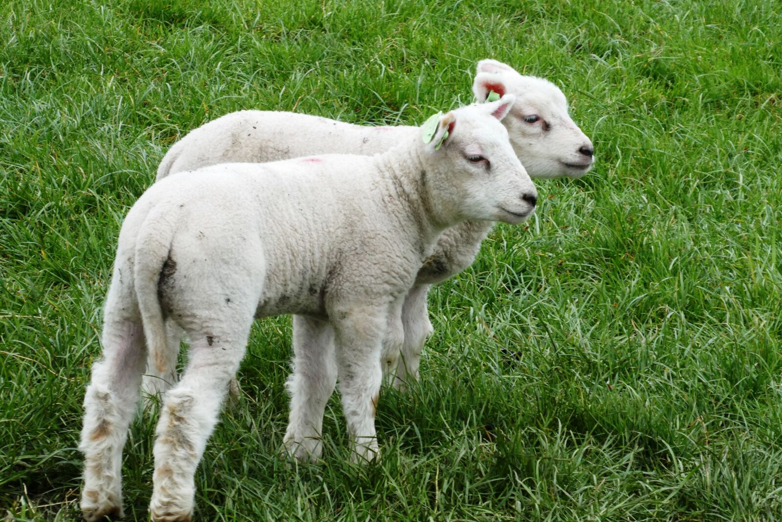Panasonic Lumix DC-ZS70 (Lumix DC-TZ90) sample photo. Lambs, pasture, spring photography