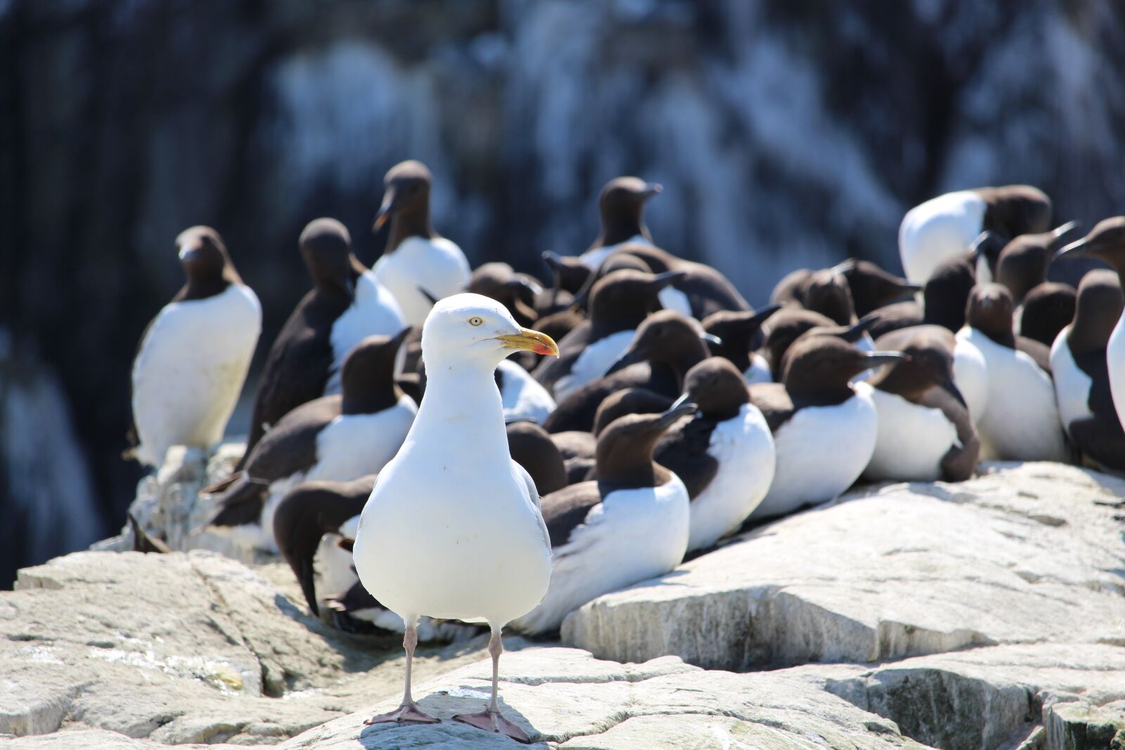 Canon EOS 700D (EOS Rebel T5i / EOS Kiss X7i) sample photo. Herring gull, gull, guillemots photography