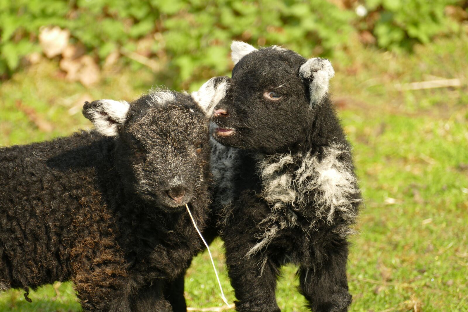 Panasonic Lumix DMC-FZ1000 sample photo. Lamb, sheep, fauna photography