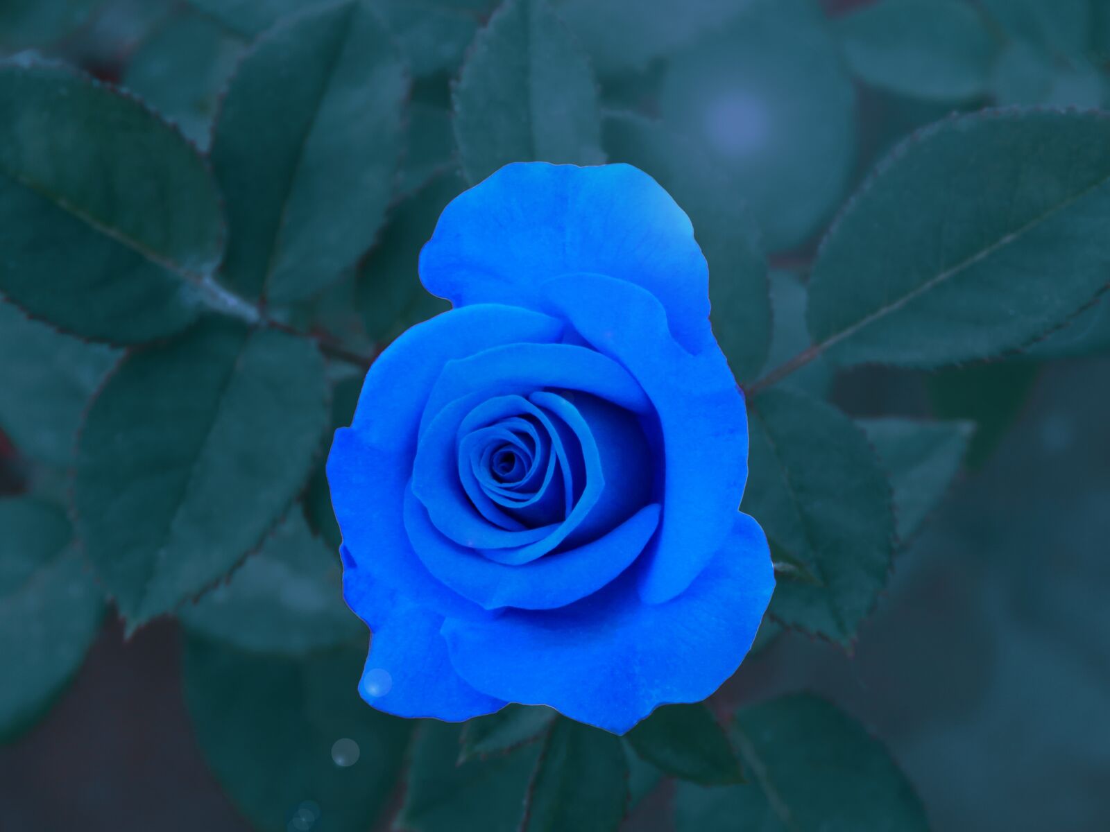 Canon PowerShot SX60 HS sample photo. Blue rose, rose, flower photography