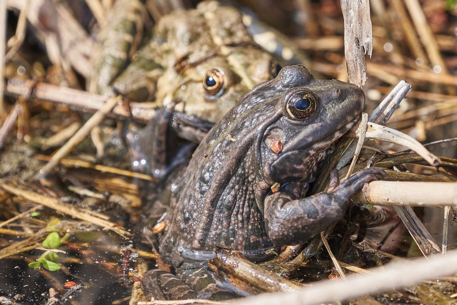 Sony a7R III sample photo. Frog, lake, frogs photography