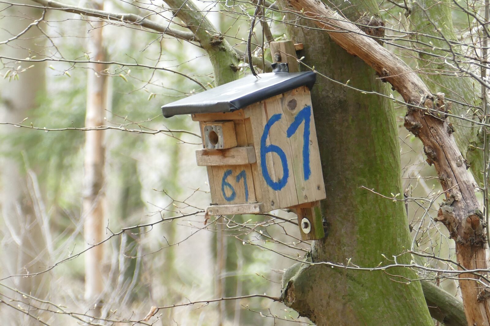 Panasonic Lumix DMC-FZ1000 sample photo. Nesting box, forest, tree photography