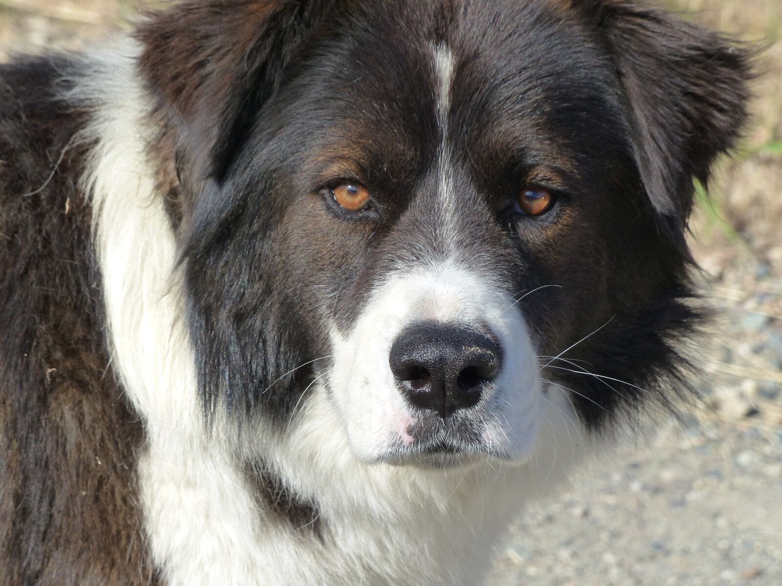 Panasonic Lumix DMC-FZ200 sample photo. Dog, pet, head photography