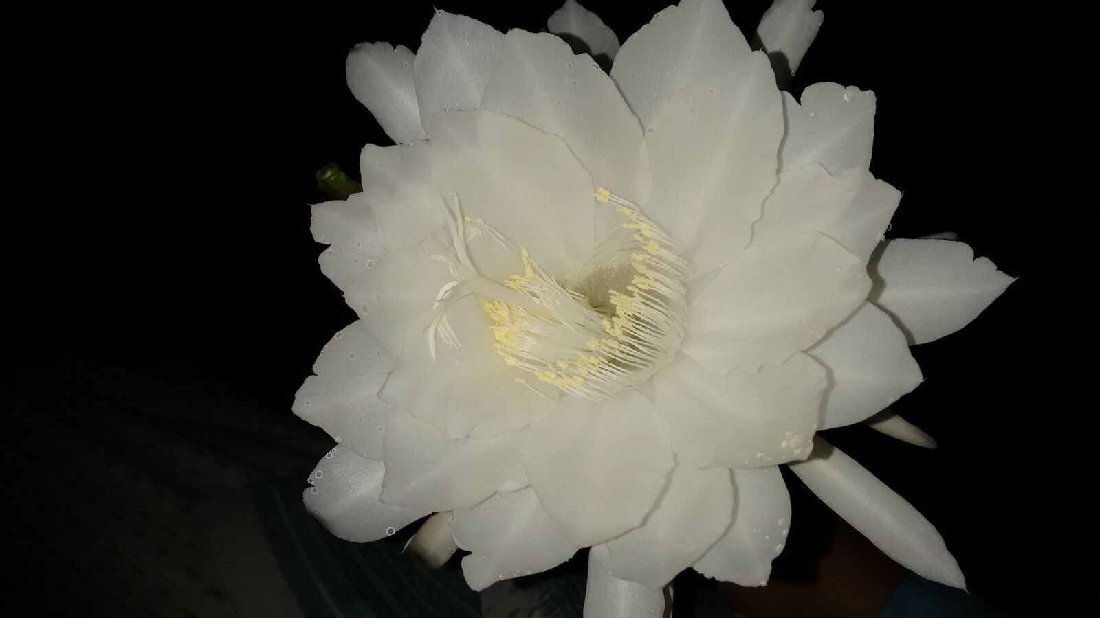 Motorola Moto G (2nd Gen) sample photo. Brahmakamal, cactus flower, white photography