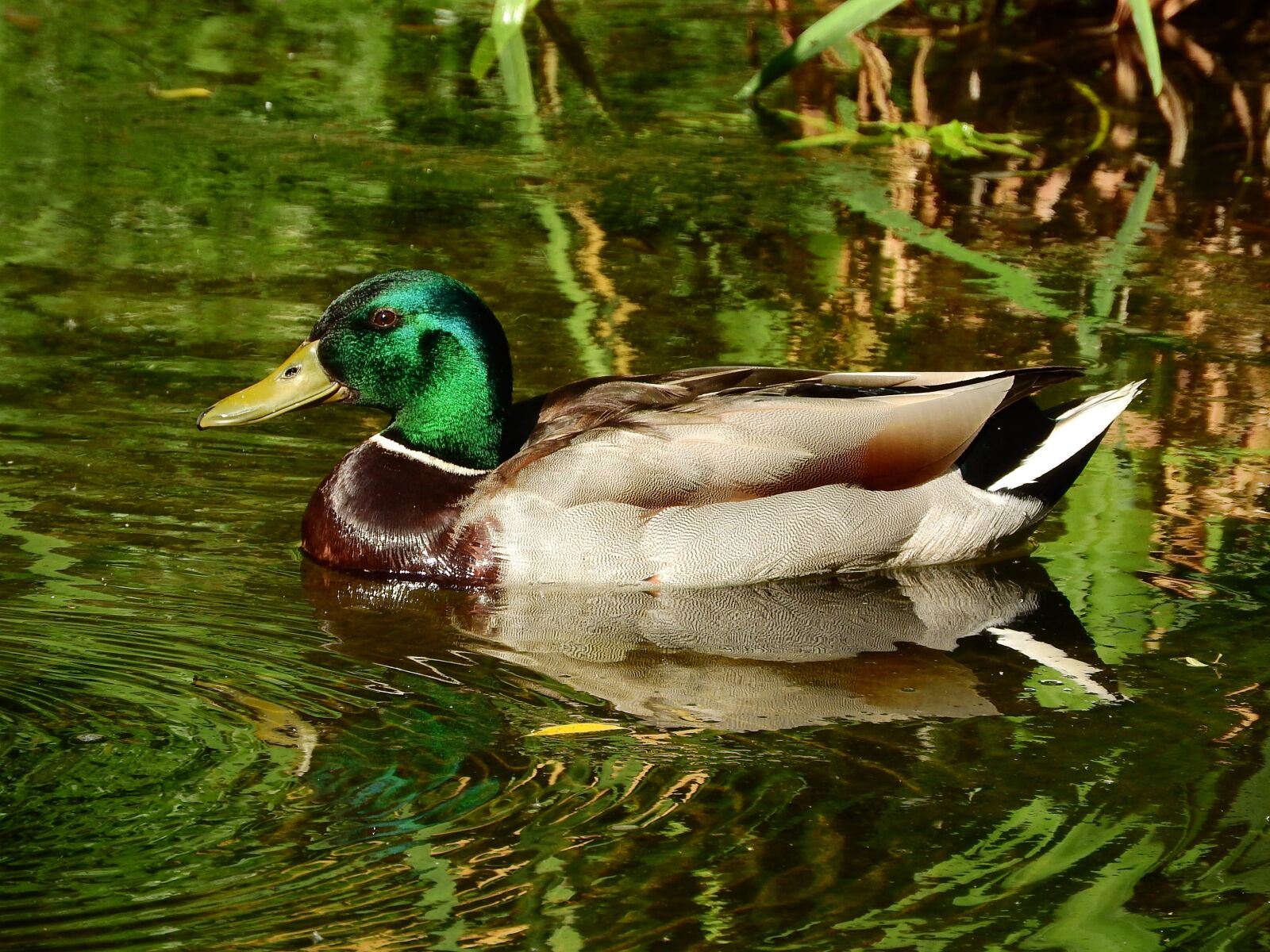 Nikon Coolpix P610 sample photo. Mallard duck, anas platyrhynchos photography