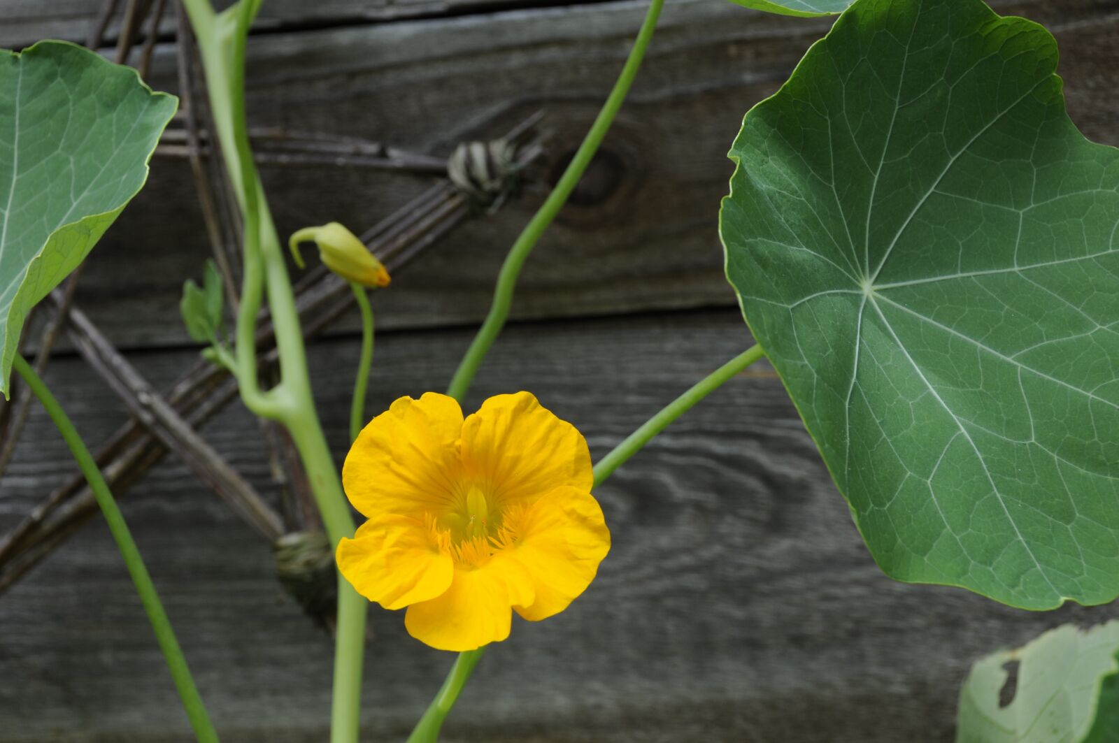 Nikon D300 sample photo. Nasturtium, yellow, flower photography