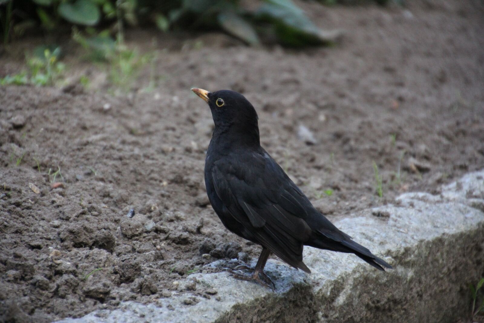 Canon EOS 60D sample photo. Throttle, garden, birds photography