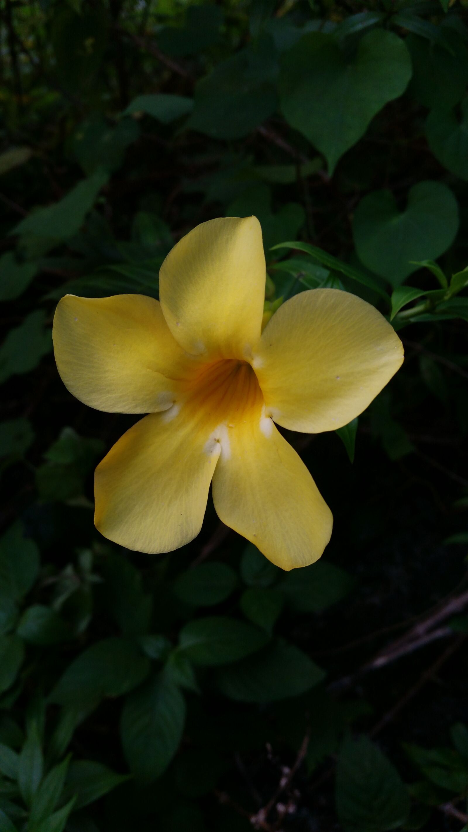 Samsung Galaxy S5 sample photo. Flower, flowers, yellow flowers photography