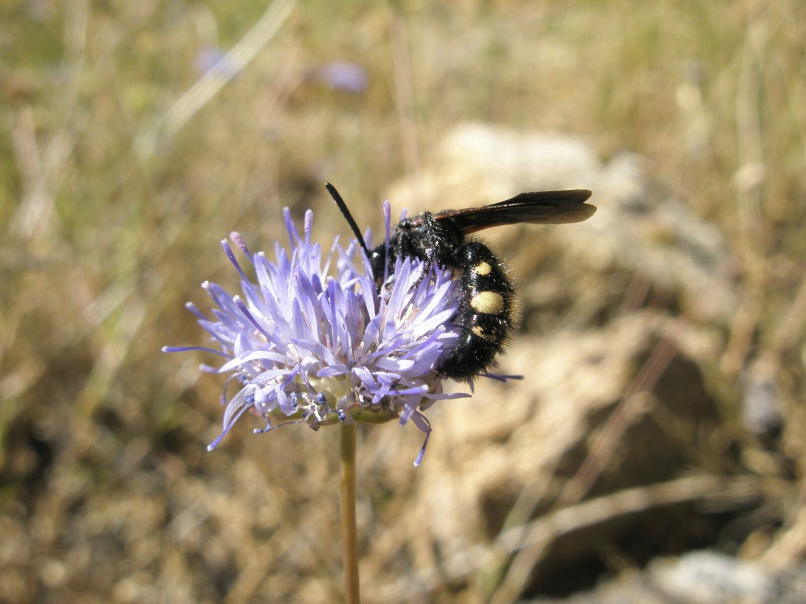 Olympus u820,S820 sample photo. Wasps, insects, flower photography