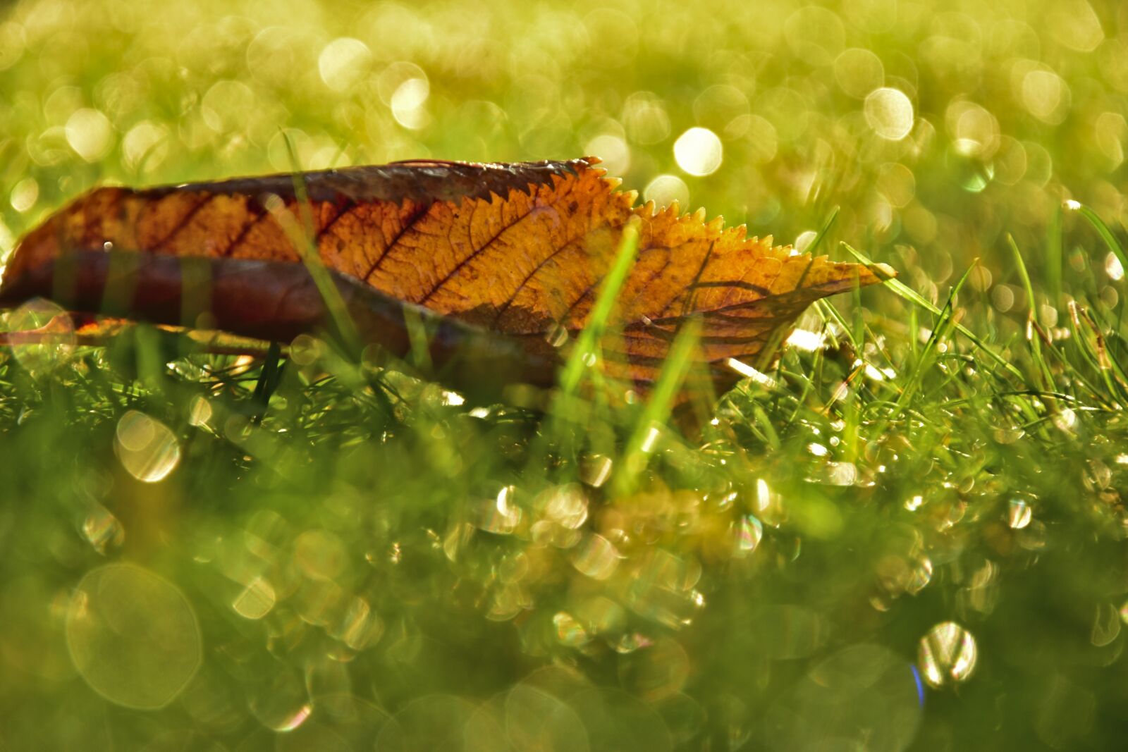 Nikon D5600 sample photo. Leaf, fall foliage, leaves photography