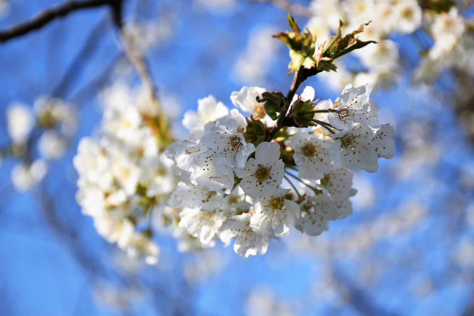 Nikon D5600 sample photo. White flowers, branches, spring photography