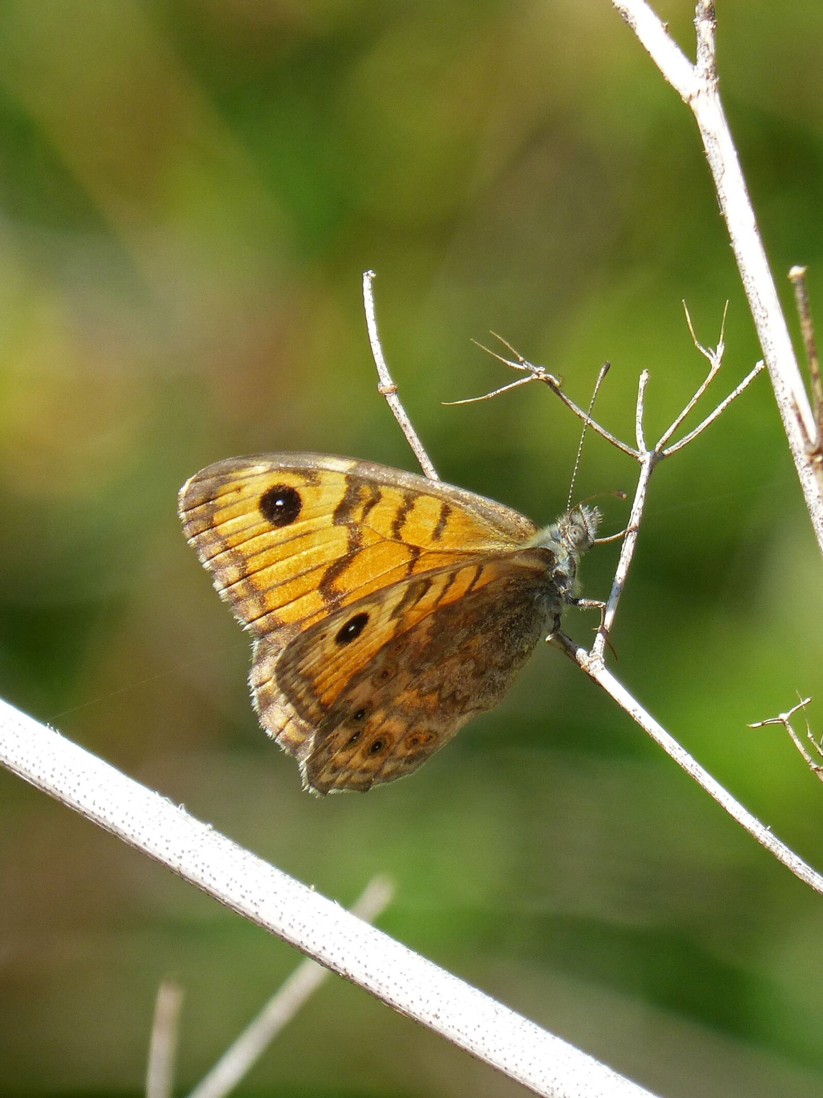 Panasonic DMC-FZ62 sample photo. Butterfly, margenera, butterfly saltacercas photography