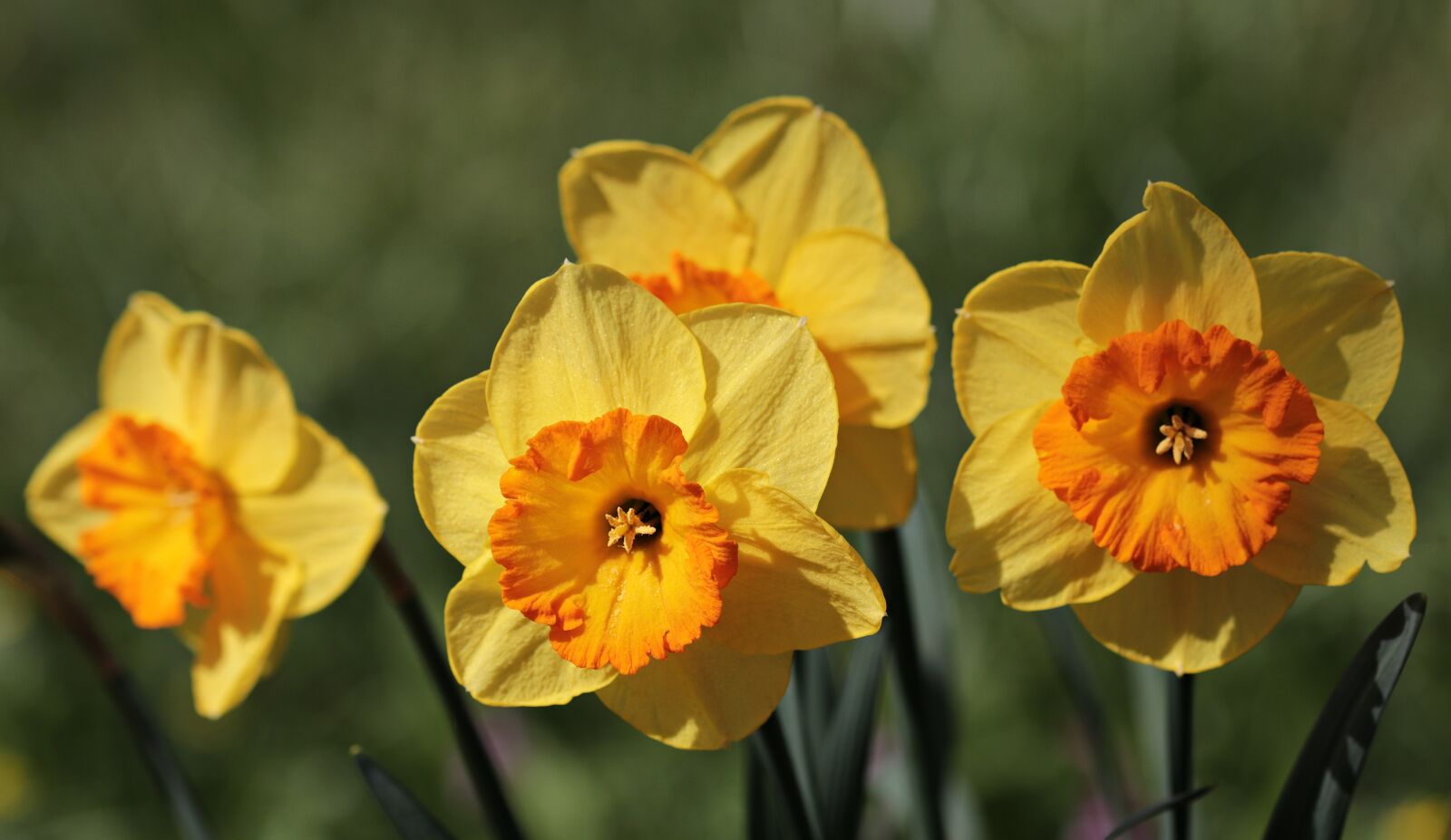 Canon EOS 80D sample photo. Osterglocken, daffodils, flower photography