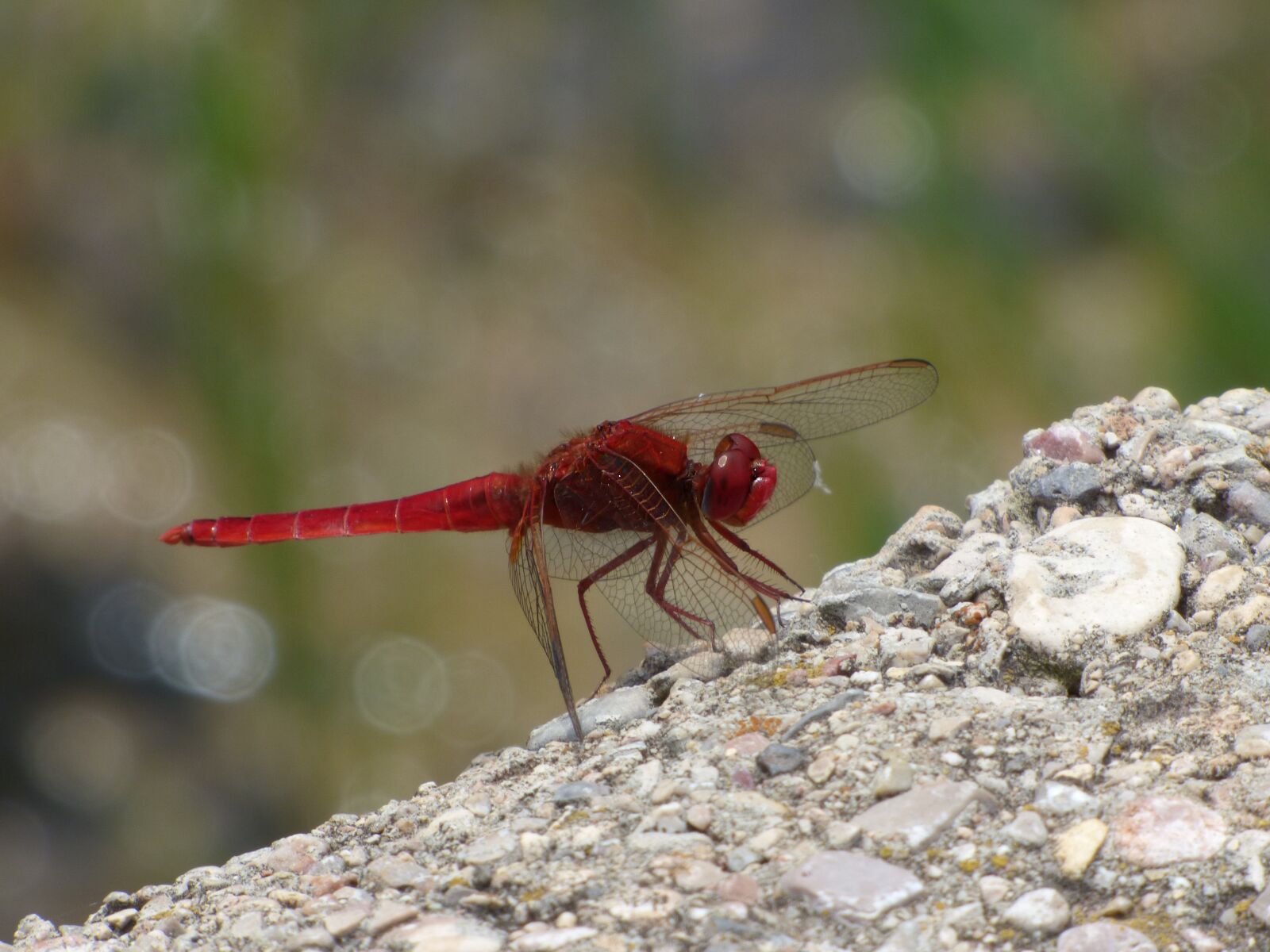 Panasonic Lumix DMC-FZ70 sample photo. Red dragonfly, wetland, raft photography