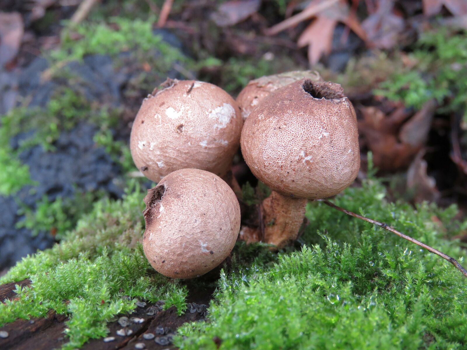 Canon PowerShot SX60 HS sample photo. Stuifzwam, nature, fungi photography